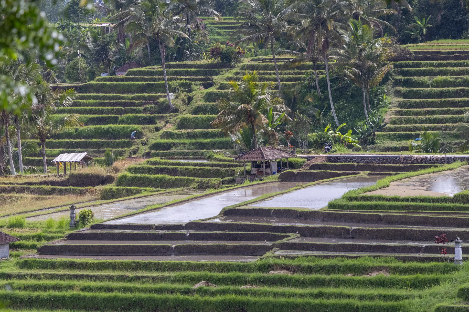 Percurso e arrozais de Jatiluwih, em Bali, vistos sem entrar na lavoura.