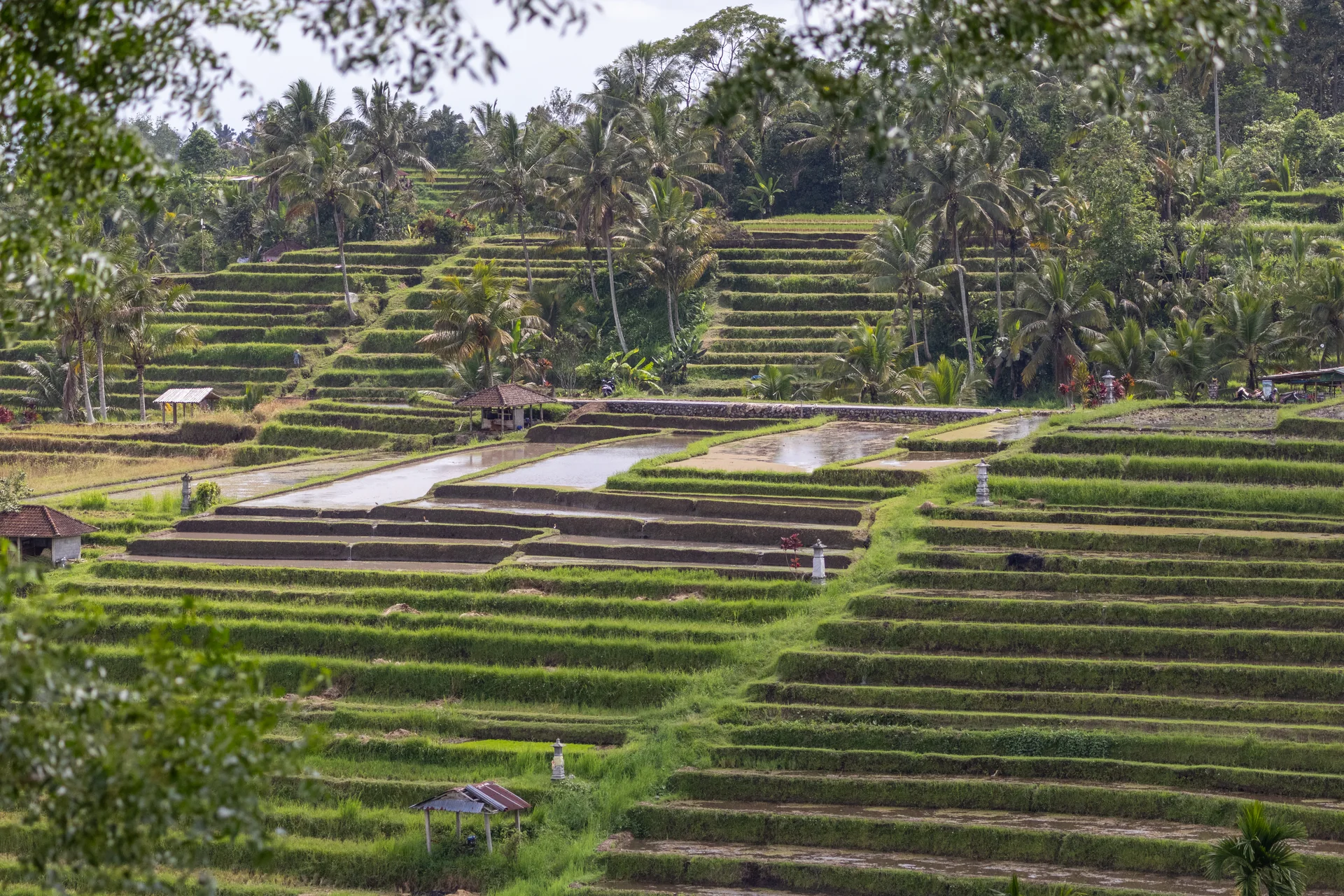 Terraços de arroz de Jatiluwih observados à distância, sem visitante invadindo canteiro.