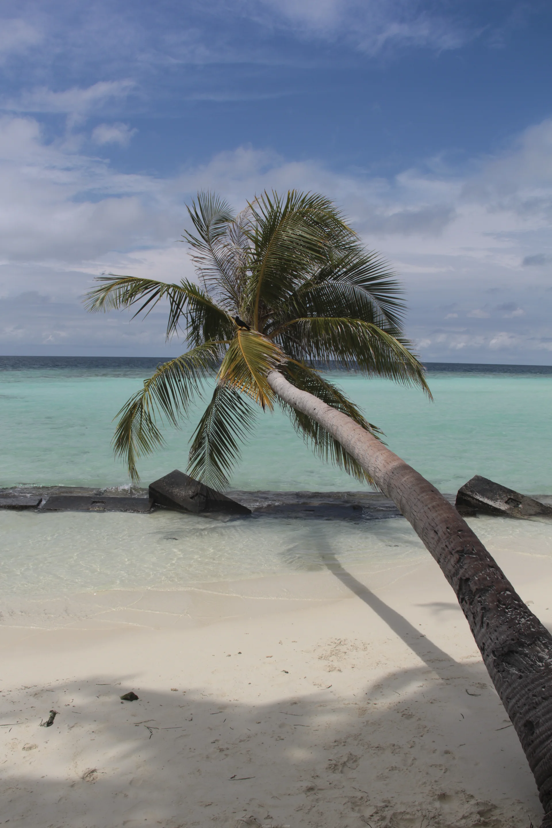 Faixa de areia e mar em Maafushi, com coqueiro inclinado e blocos de proteção costeira, sem pessoas identificáveis.