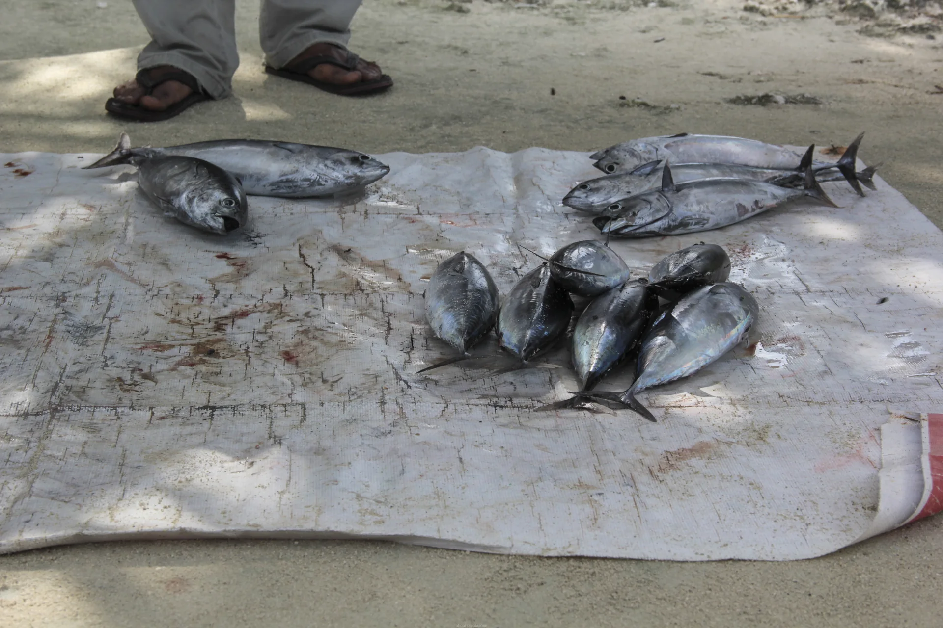 Peixes expostos sobre uma lona no mercado de peixe do porto de Maafushi; só os pés de uma pessoa aparecem, sem identificação.