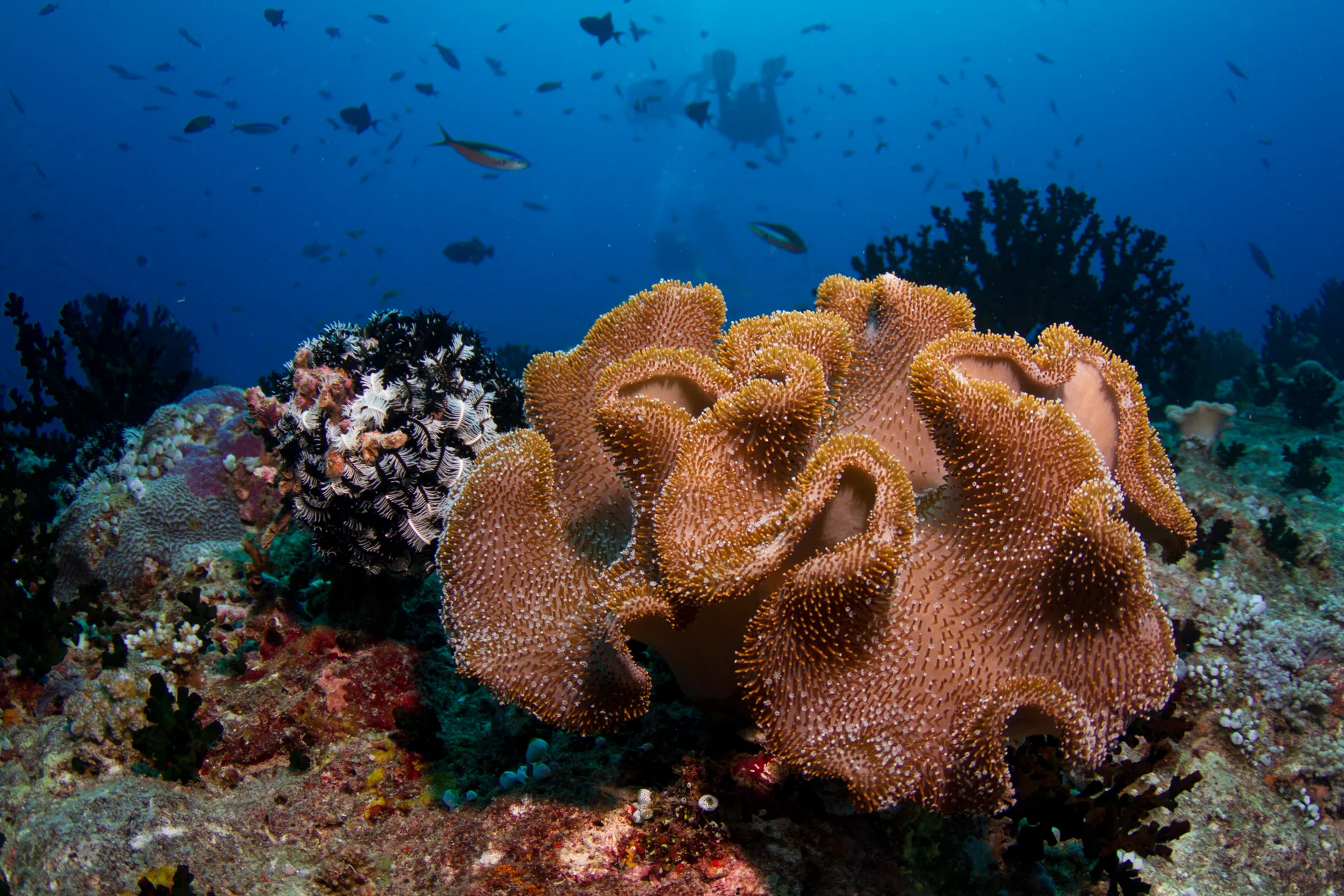 Coral mole em recife das Maldivas sob luz natural, registrado sem toque ou presença humana.