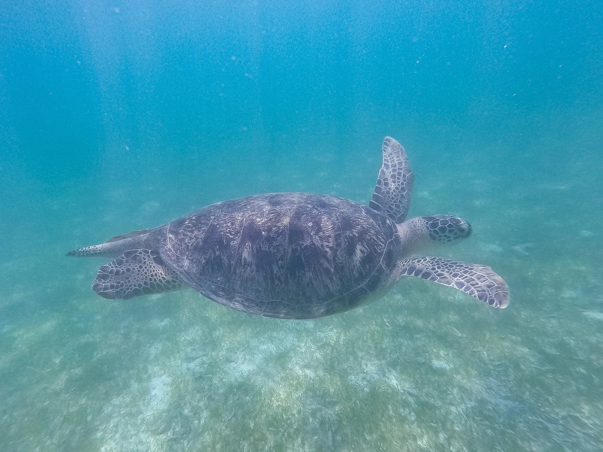 Tartaruga-marinha nadando livremente em água rasa nas Maldivas, sem pessoa ou mão por perto.