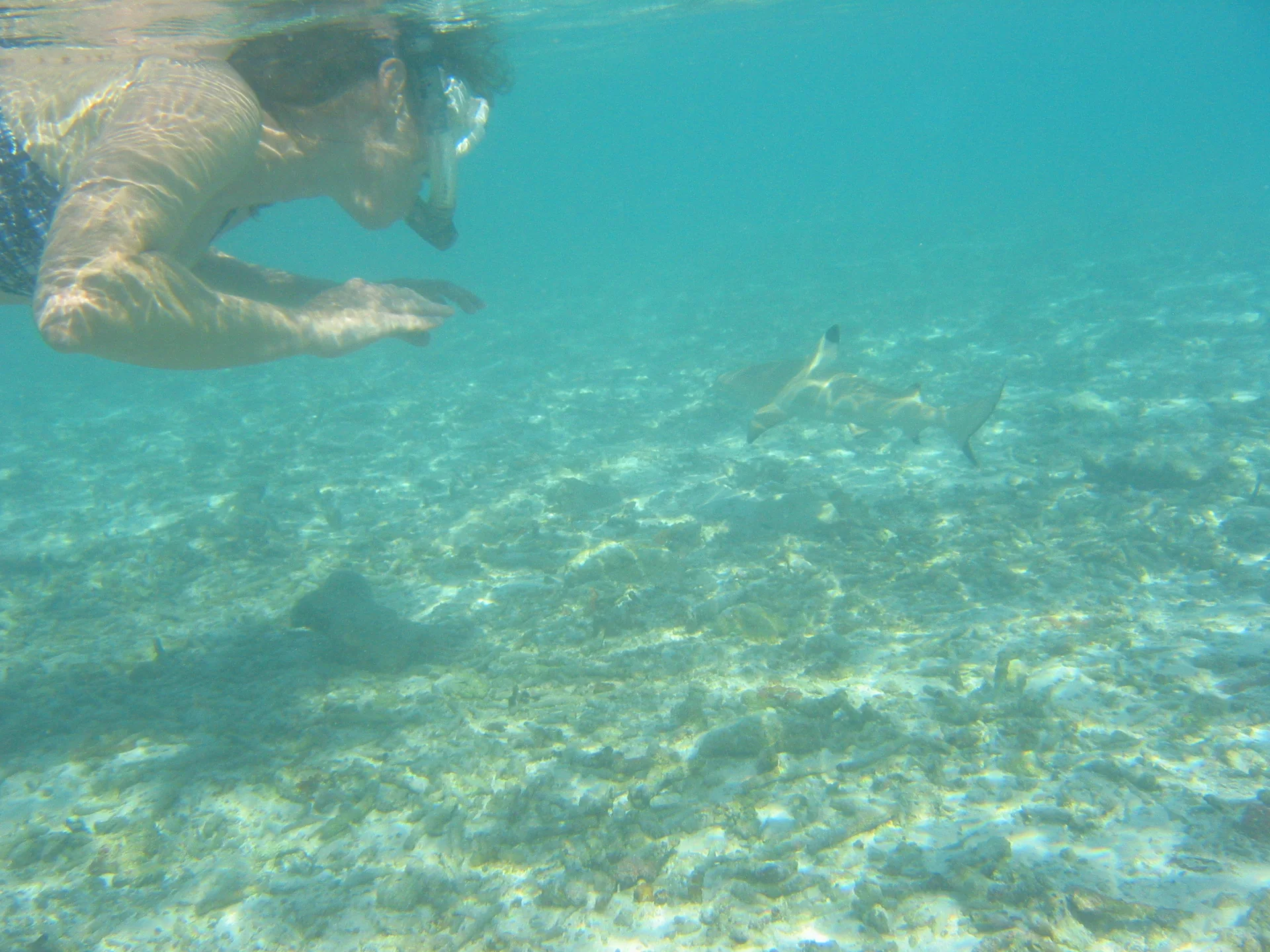 Snorkeler flutuando acima de recife raso nas Maldivas, sem apoio no fundo; um tubarão-de-pontas-negras aparece a distância.