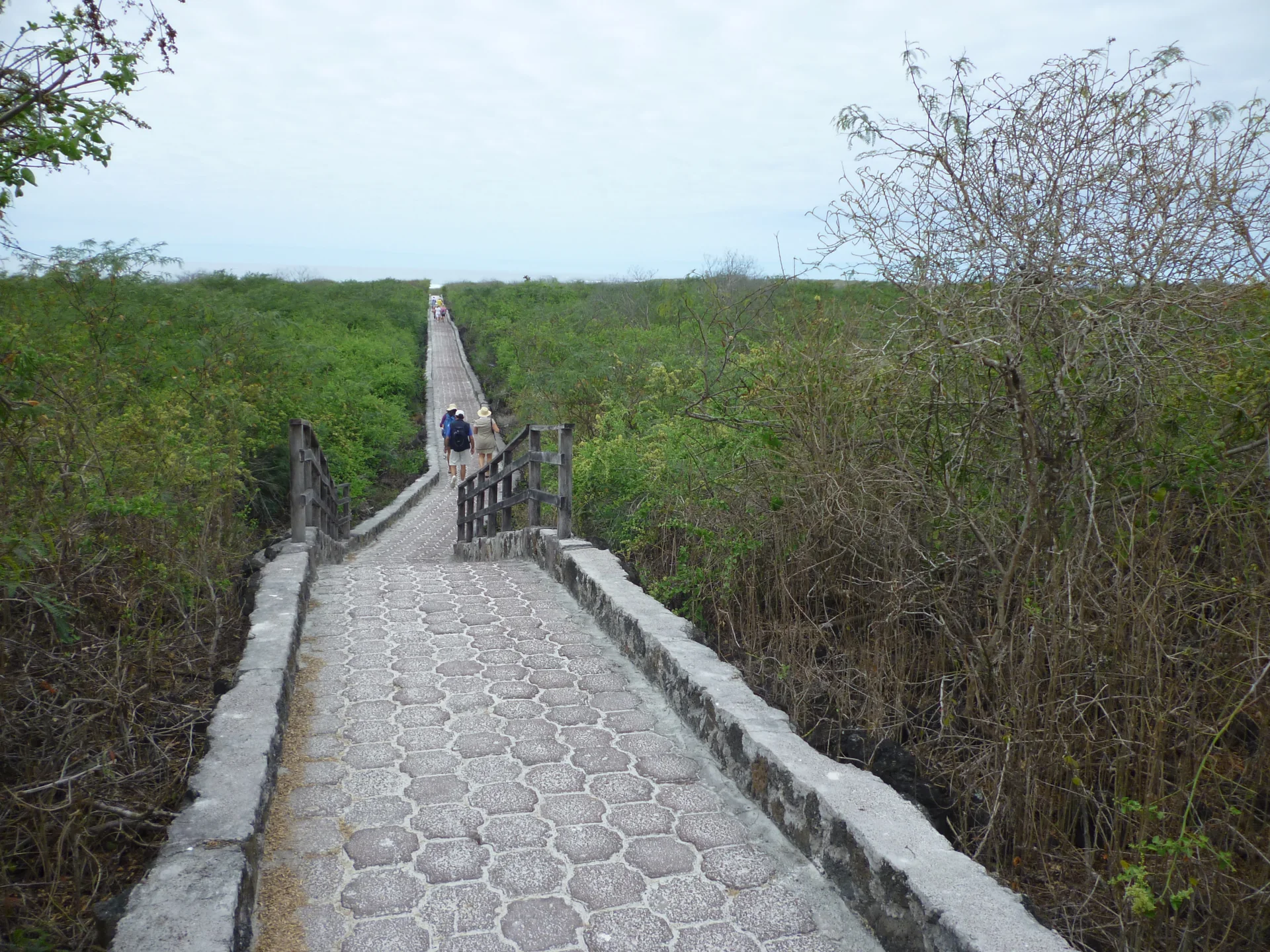 Caminho pavimentado atravessando vegetação baixa em Galápagos, com visitantes vistos à distância de costas.
