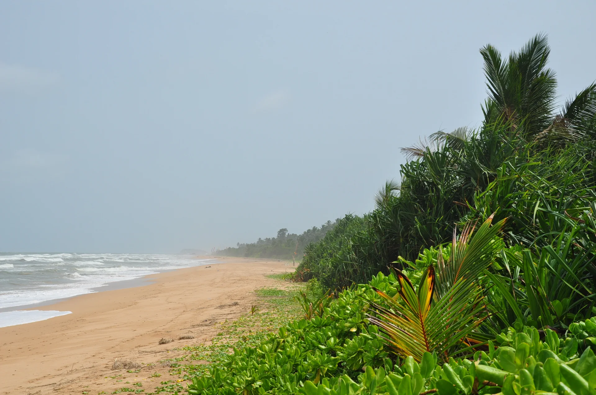 Faixa de areia, ondas e vegetação de palmeiras na praia de Bentota, Sri Lanka.
