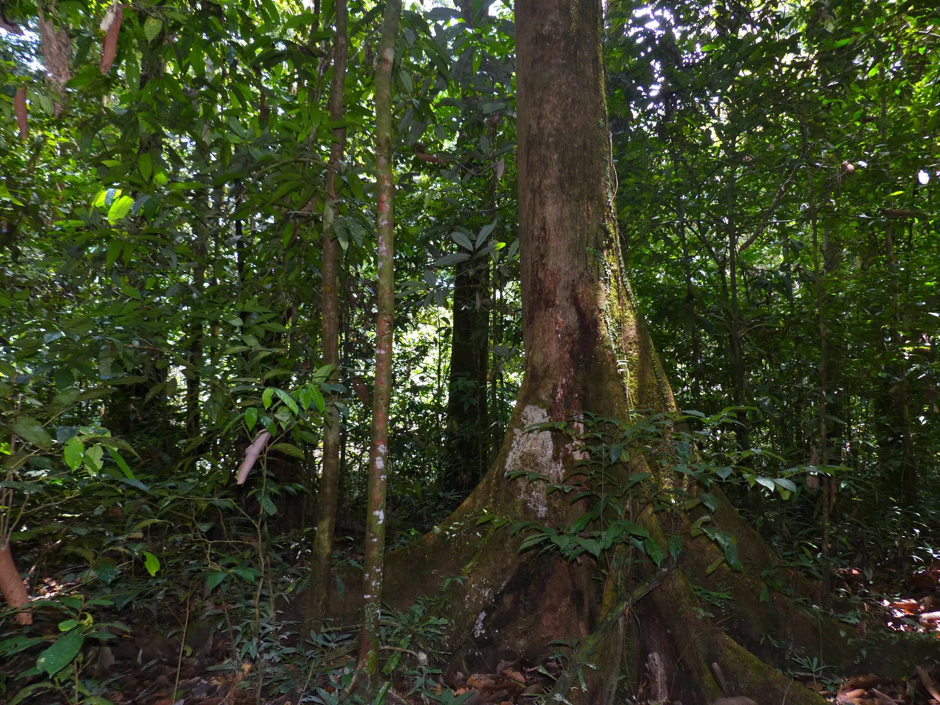 Vegetação densa do sub-bosque em trilha botânica do Parque Nacional Gunung Mulu.