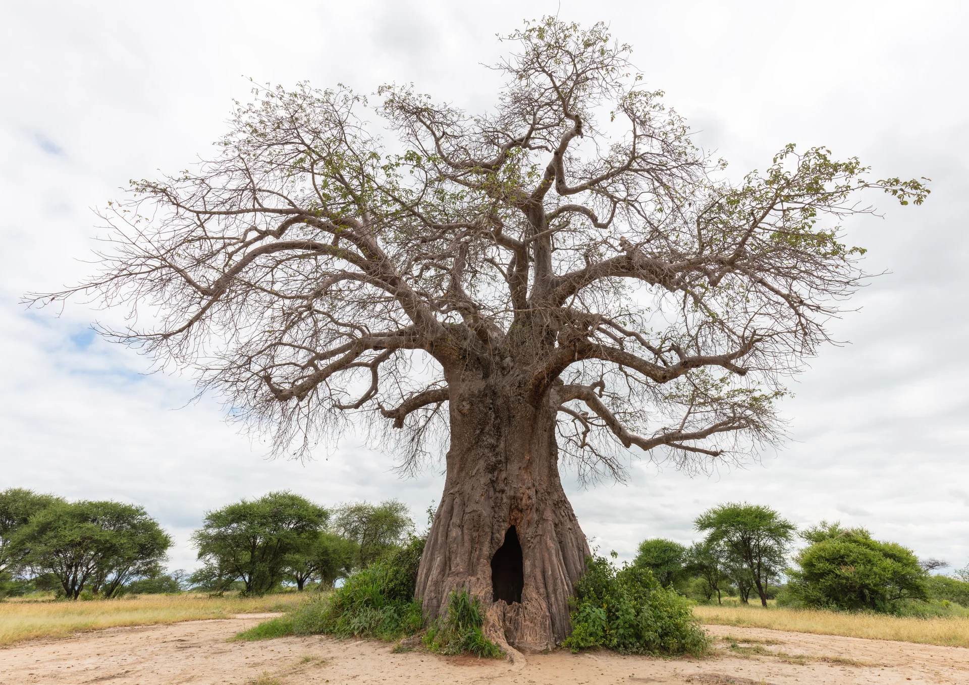 Baobá-africano em paisagem aberta do Parque Nacional de Tarangire.