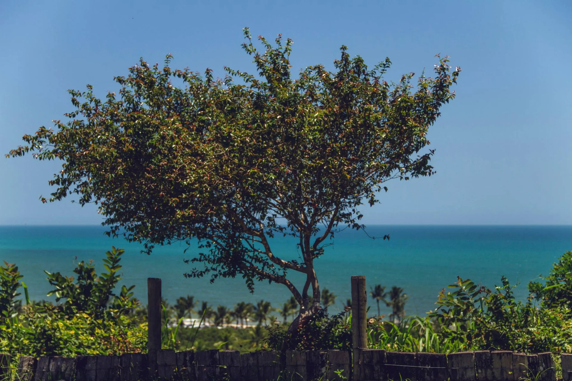 Árvore em primeiro plano com mar ao fundo, vista identificada como Mirante do Quadrado em Trancoso.