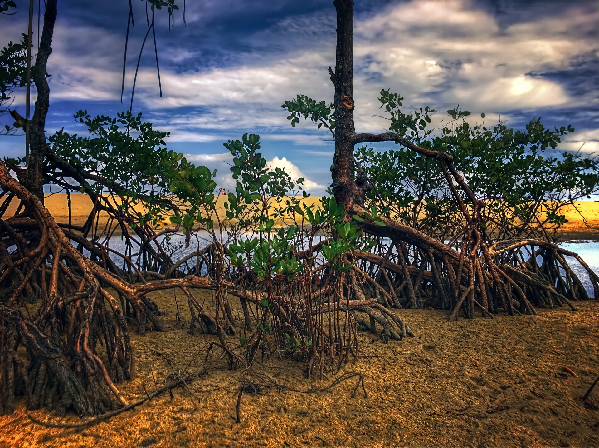 Vegetação de borda costeira e areia em Trancoso sob céu parcialmente nublado.