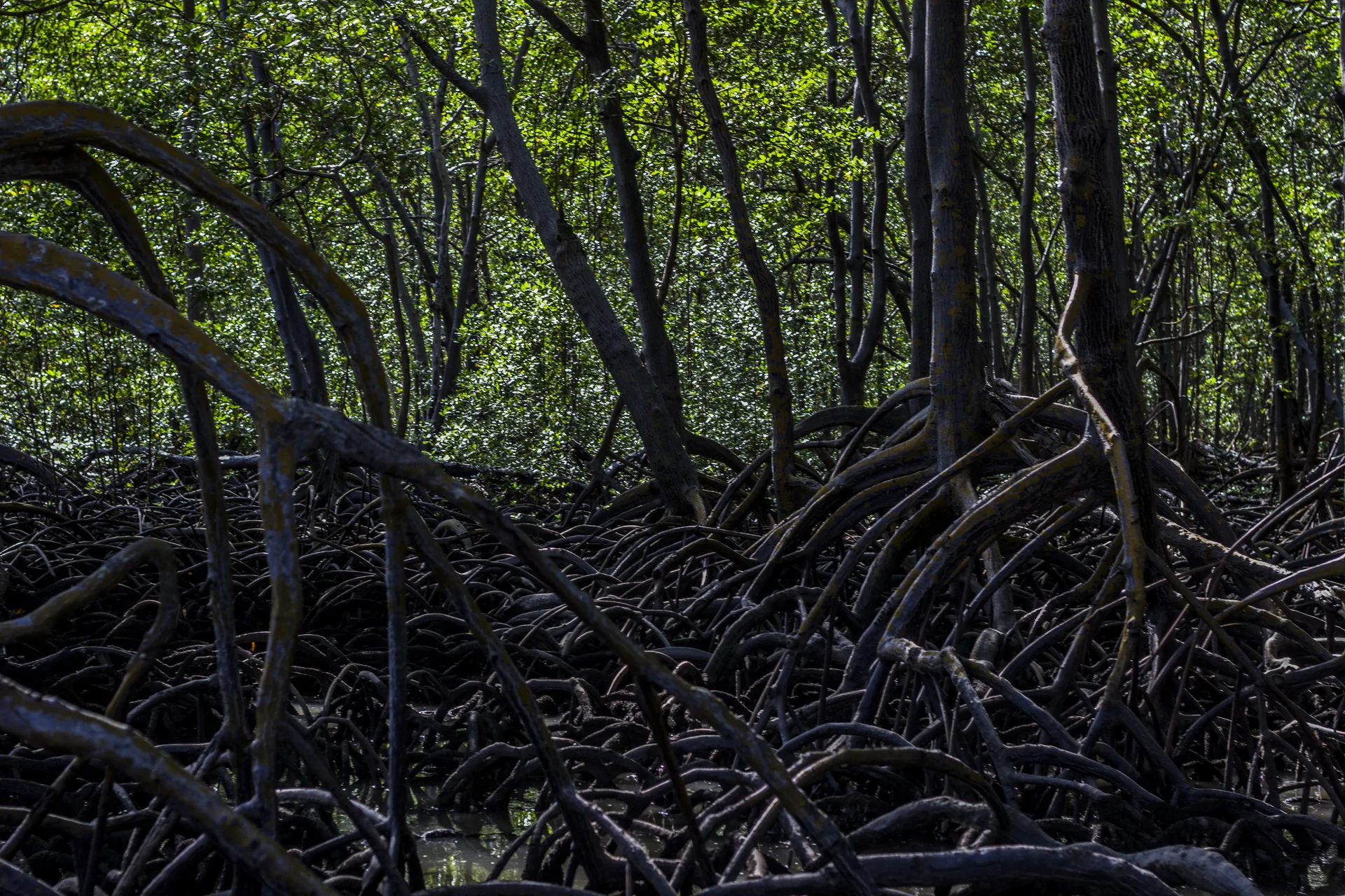 Raízes de mangue em área sombreada em Pernambuco.