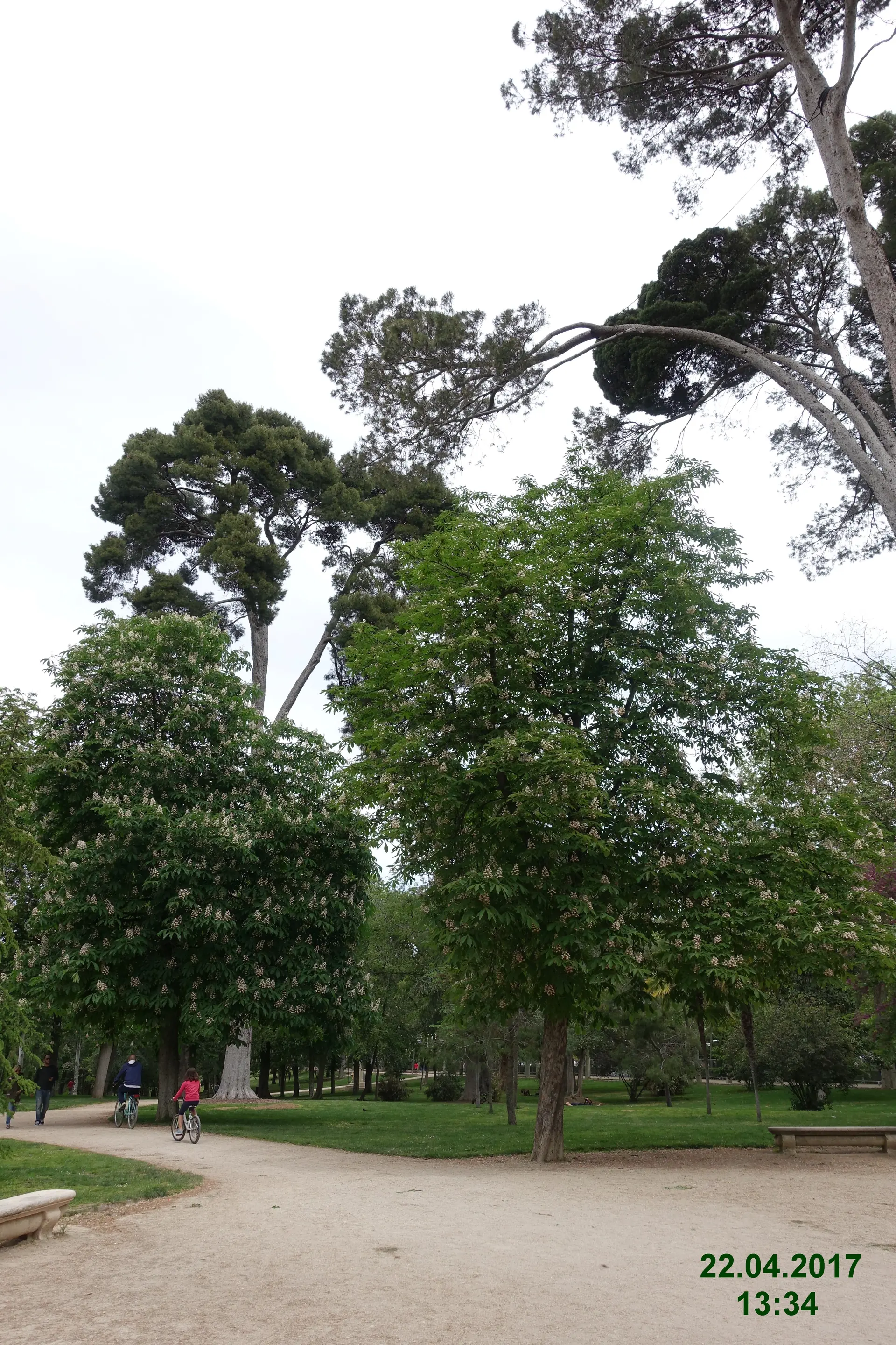 Área arborizada do Parque do Retiro, em Madri, com caminho pedonal em fotografia de arquivo.
