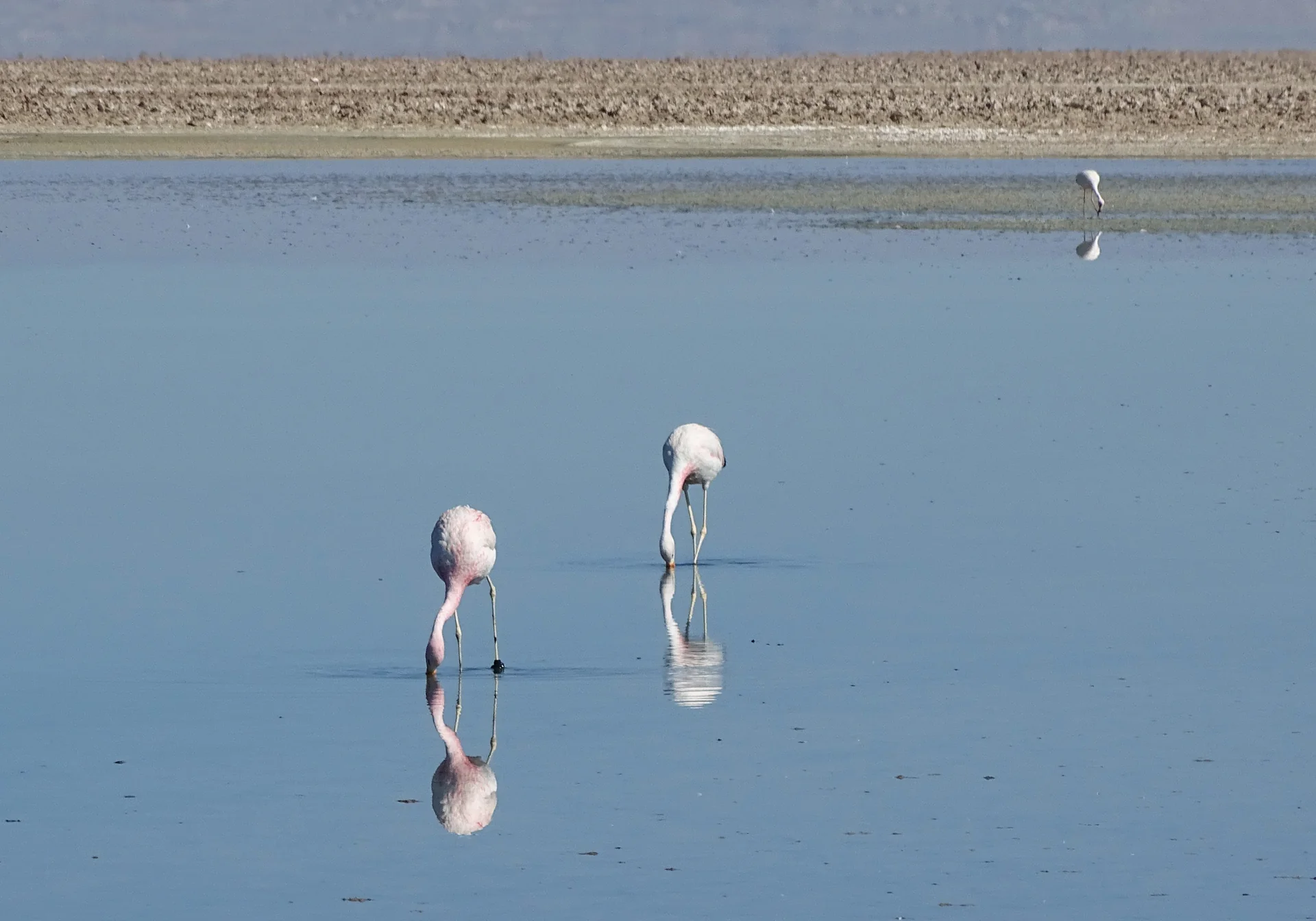 Dois flamingos se alimentam em água rasa da Laguna Chaxa, com reflexos e margem árida ao fundo.