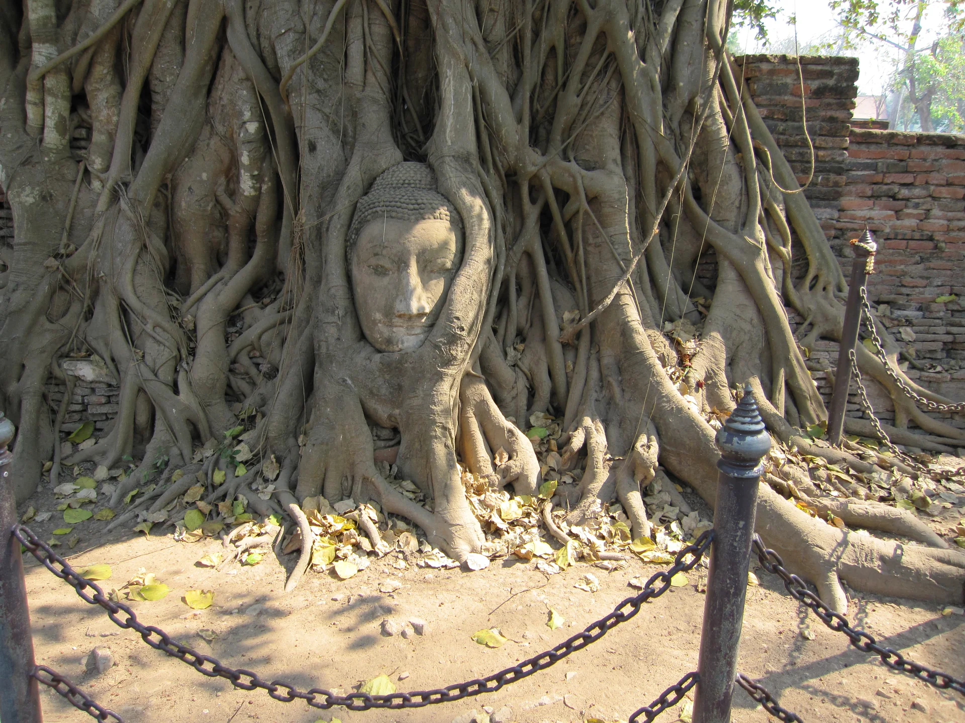 Cabeça de Buda envolvida por raízes de árvore em Wat Mahathat, Ayutthaya.