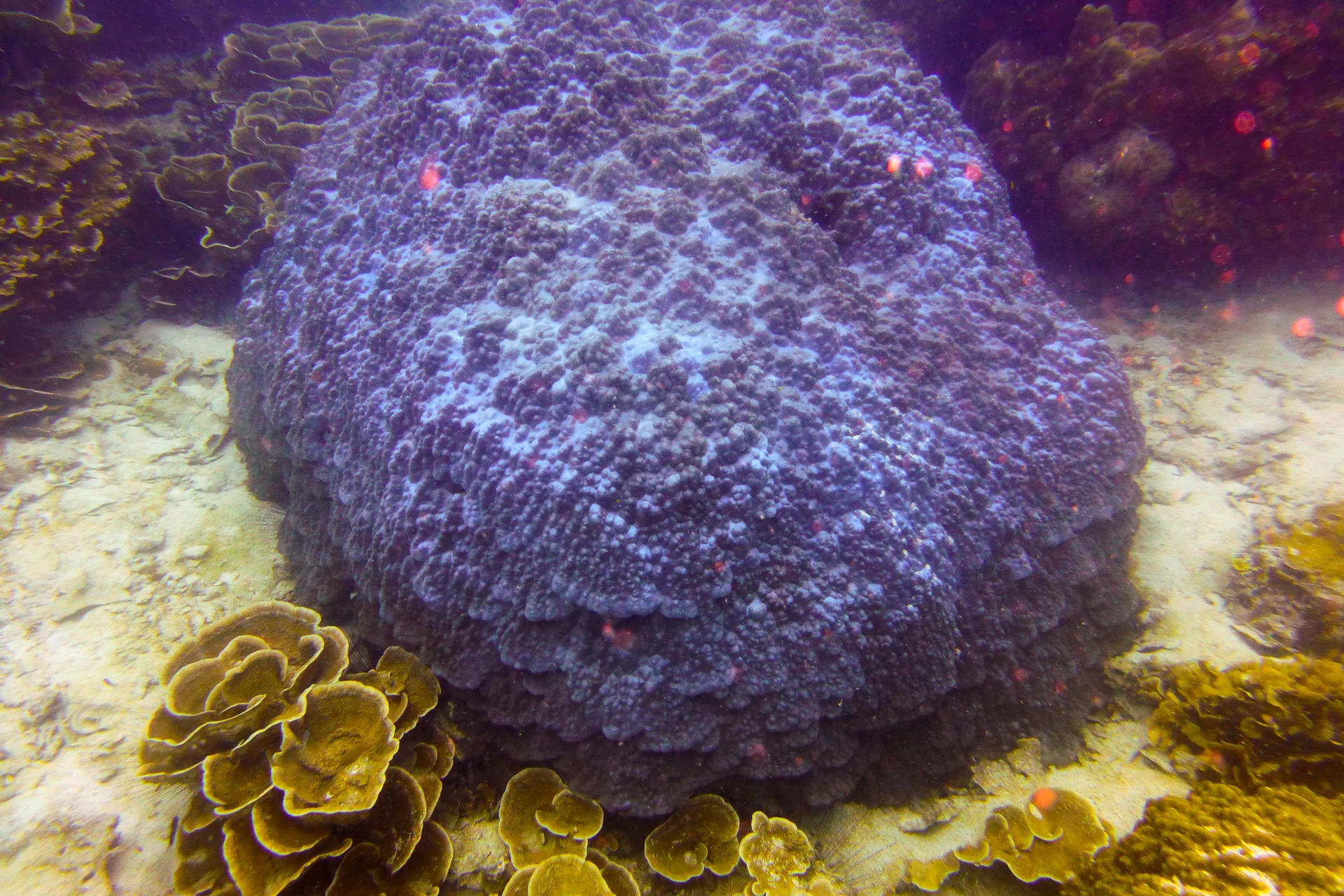 Colônia de corais e esponjas sobre fundo arenoso em uma área de mergulho de Koh Tao, na Tailândia.
