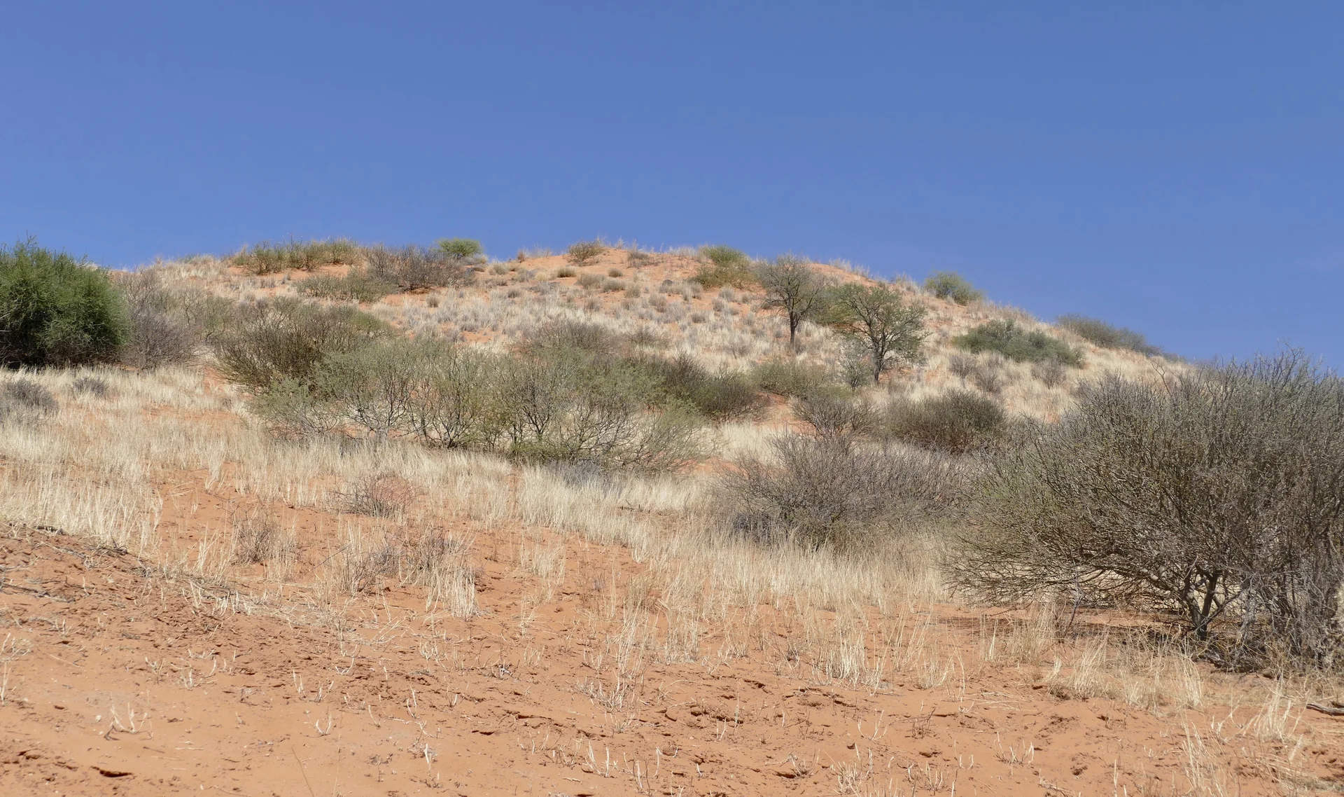 Parque Transfronteiriço Kgalagadi