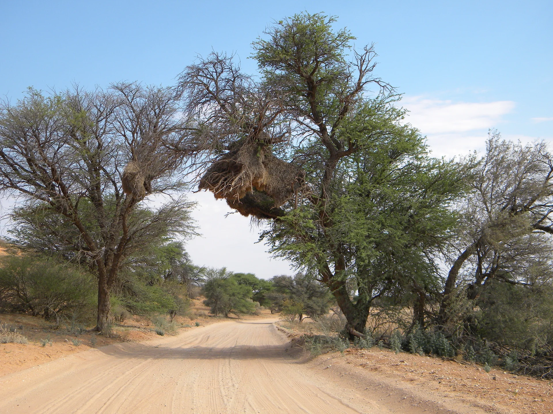 Pista de areia clara entre árvores espinhosas e vegetação árida na área de Mabuasehube, no Kgalagadi.