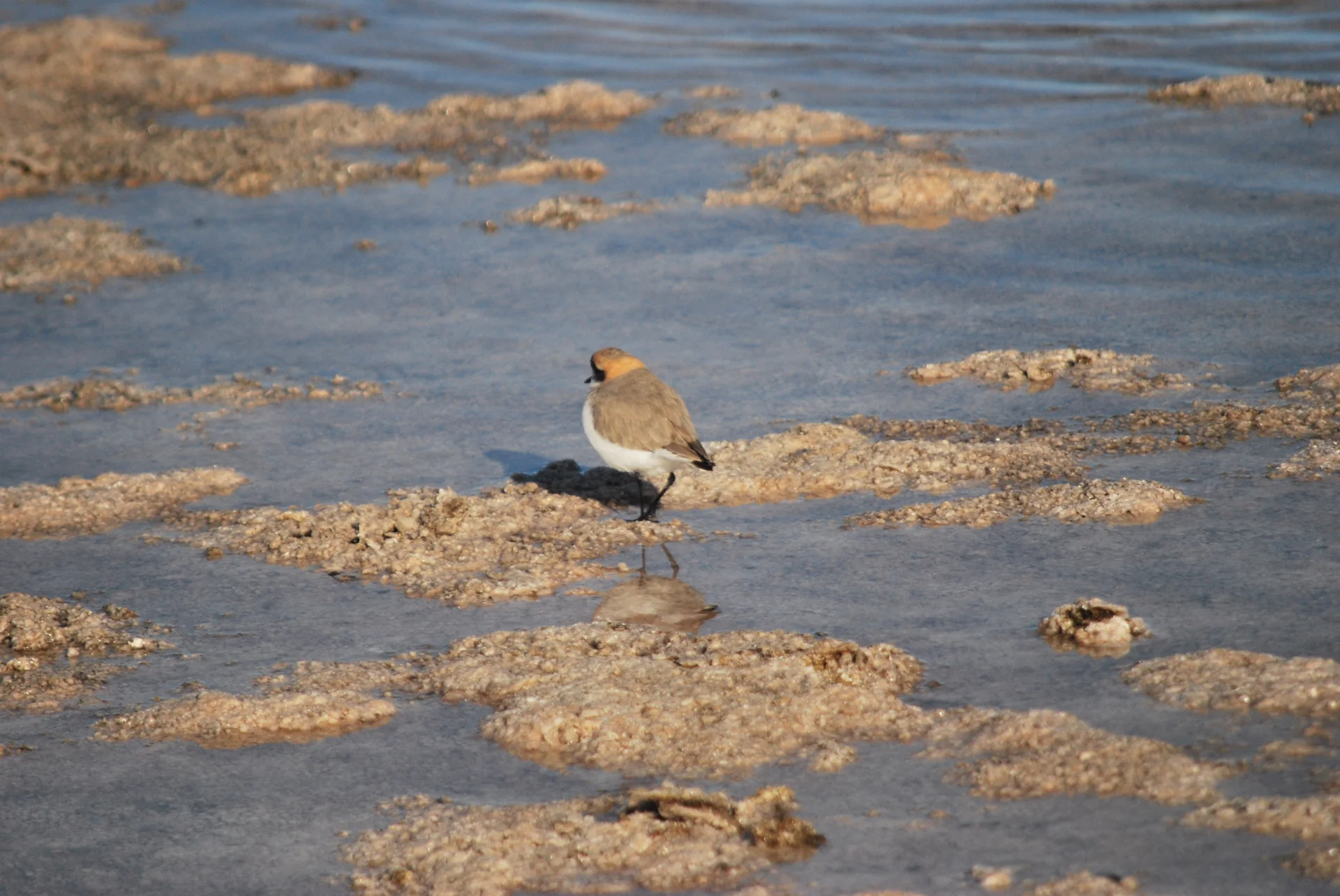 Ave em águas rasas entre formações salinas de Laguna Piedra.