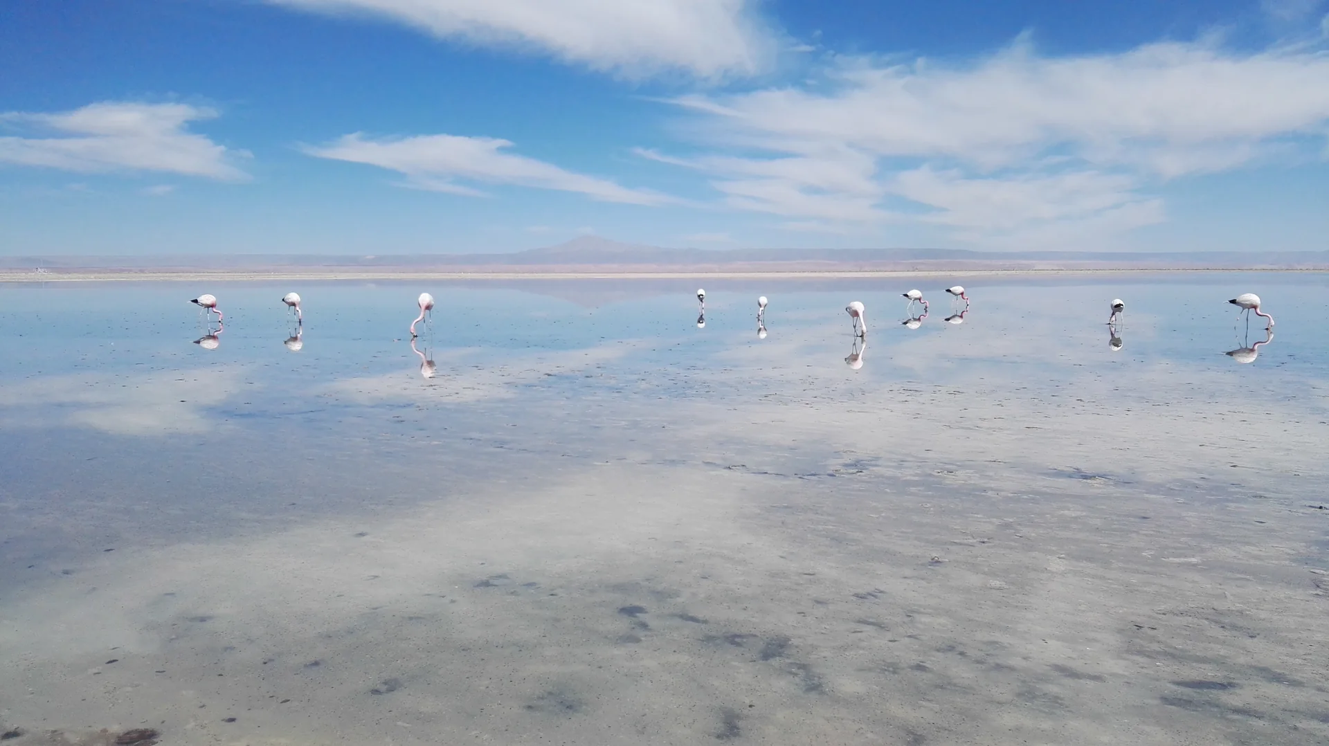 Laguna Chaxa no Salar de Atacama, com flamingos vistos à distância, crostas de sal e céu azul claro.