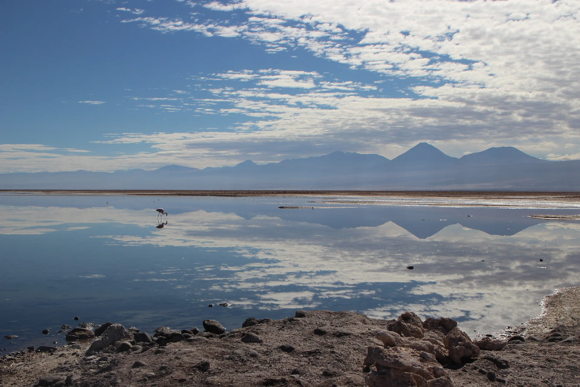 Flamingo solitário em lagoa rasa do Salar de Atacama, com reflexos, montanhas distantes e luz natural clara.