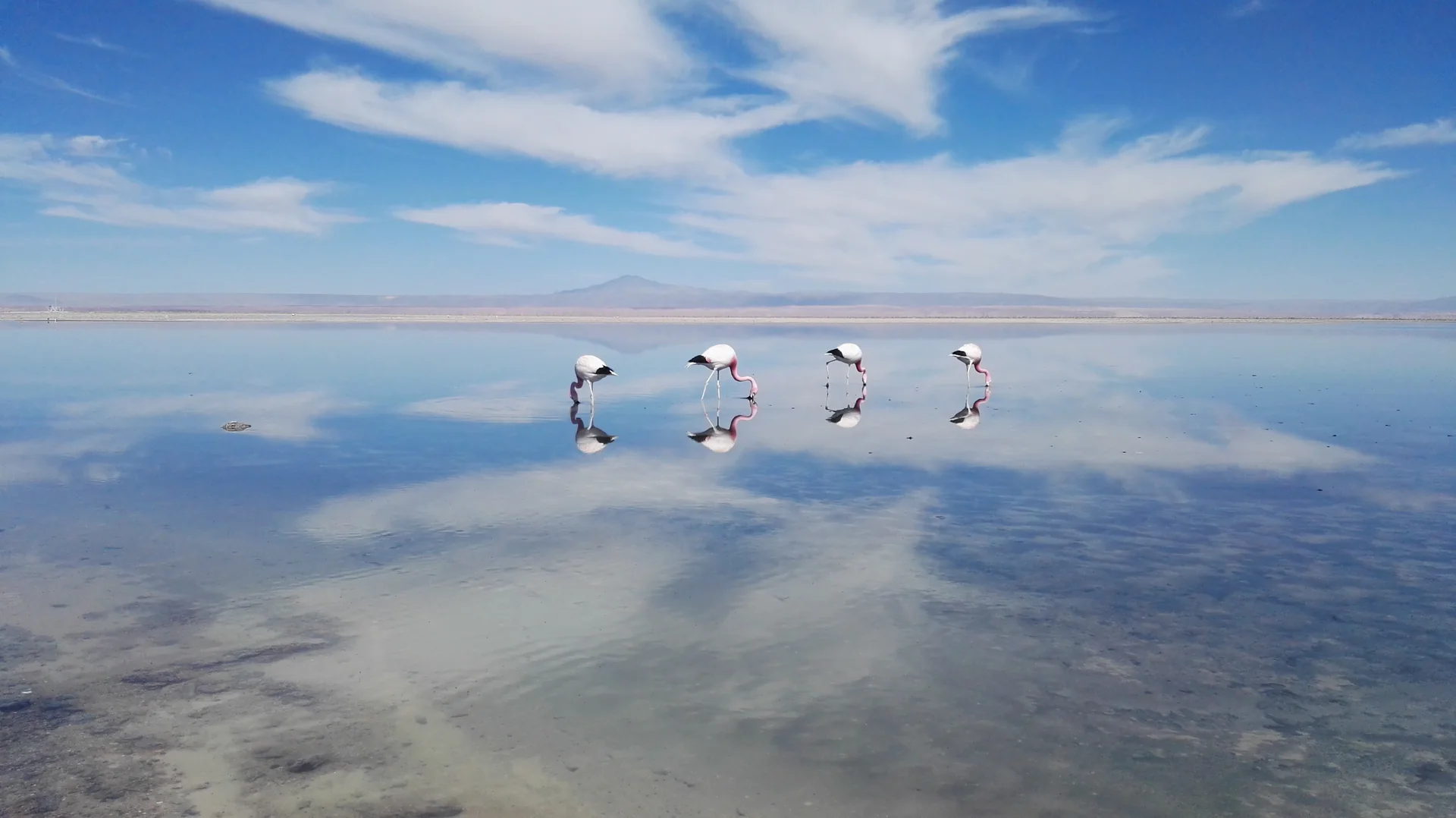 Quatro flamingos-andinos caminham na água rasa da Laguna Chaxa sob luz natural.
