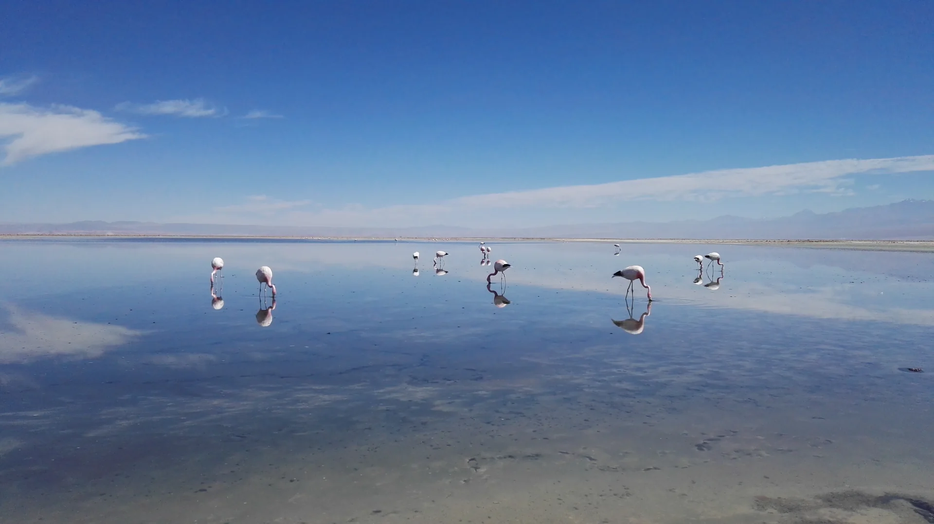 Flamingos-andinos em uma lagoa rasa da Laguna Chaxa, com reflexos na água e horizonte desértico.
