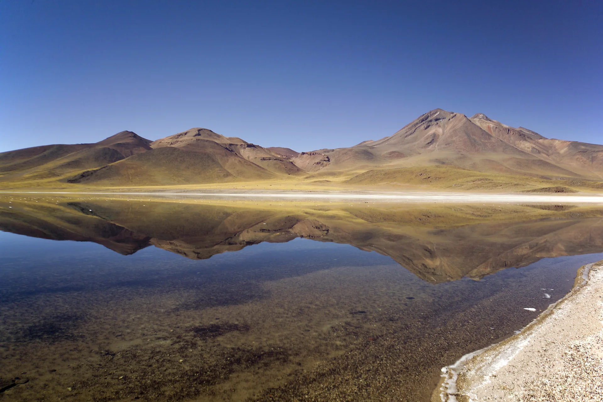 Laguna Miscanti sob céu azul, com vulcão ao fundo e vegetação de alto-platô em área autorizada da Reserva Nacional Los Flamencos.