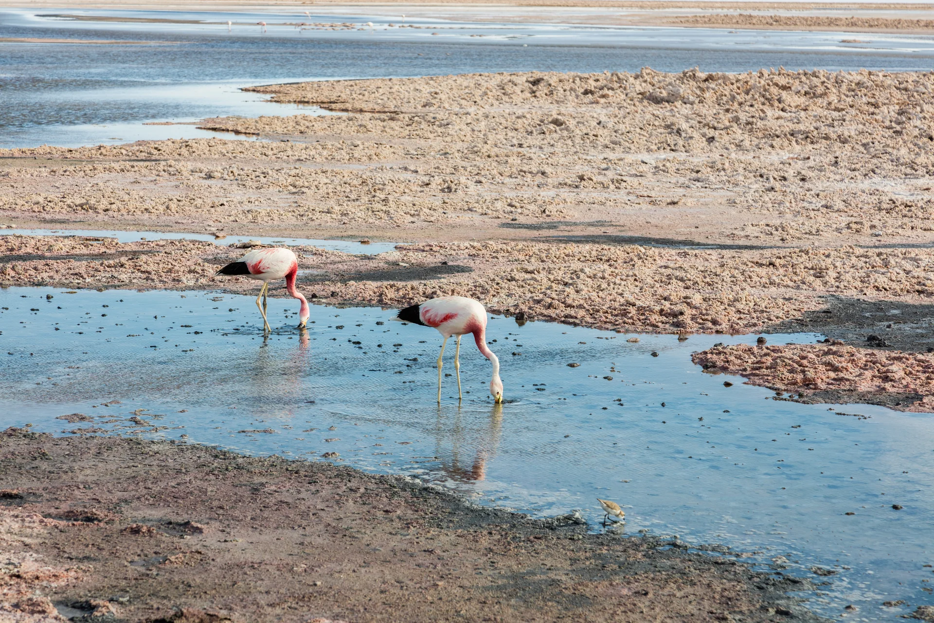 Dois flamingos em água rasa da Laguna Chaxa, cercados por crostas de sal e paisagem aberta sob luz diurna.