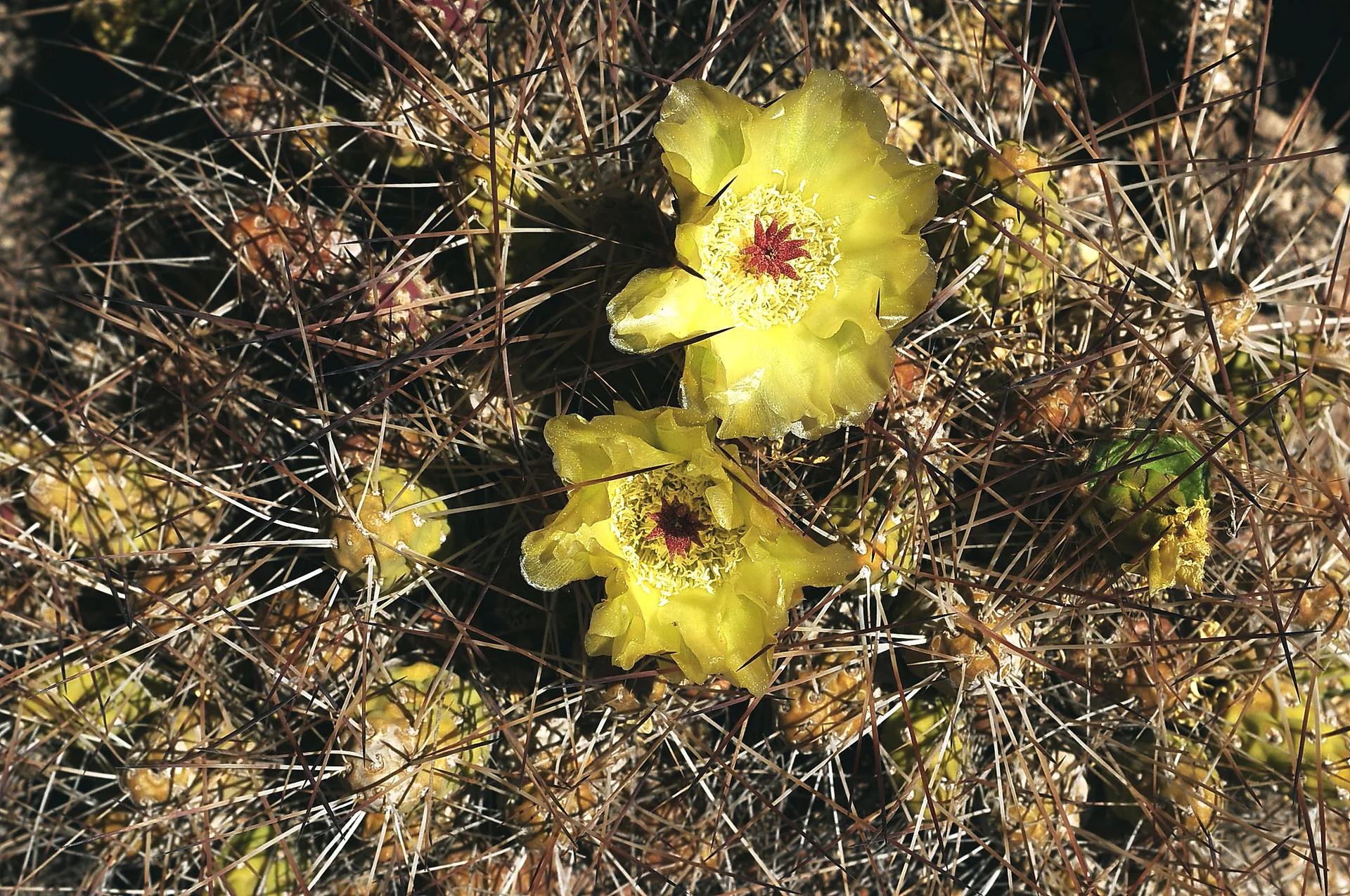 Cacto com flores amarelas junto à vegetação seca nas proximidades das Termas de Puritama.