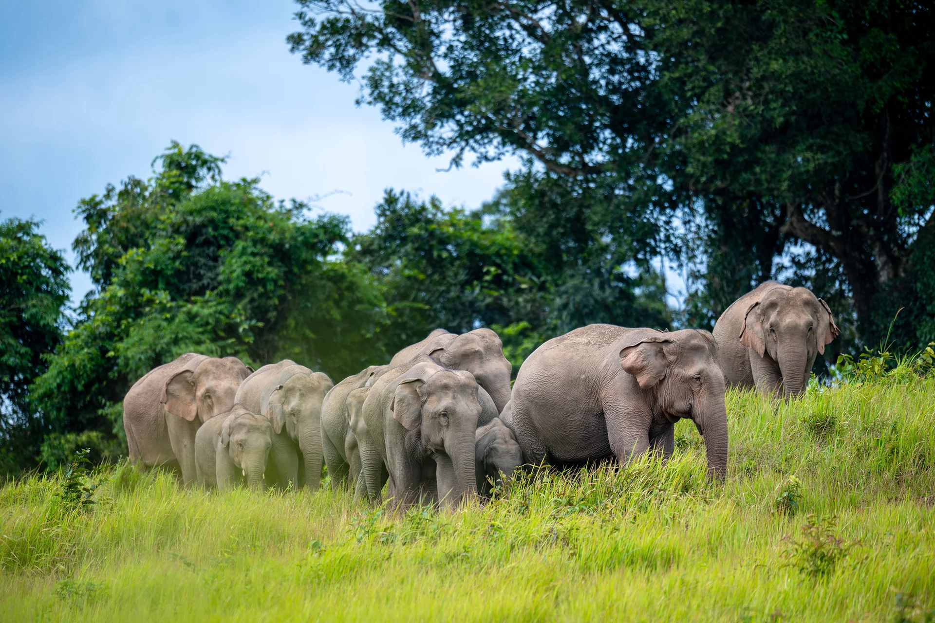 Manada de elefantes-asiáticos em área de vegetação no Parque Nacional de Khao Yai, na Tailândia.