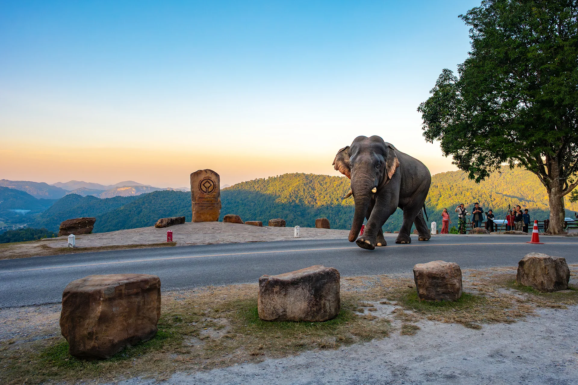 Elefante-asiático caminha sozinho em área aberta do Parque Nacional de Khao Yai, na Tailândia.