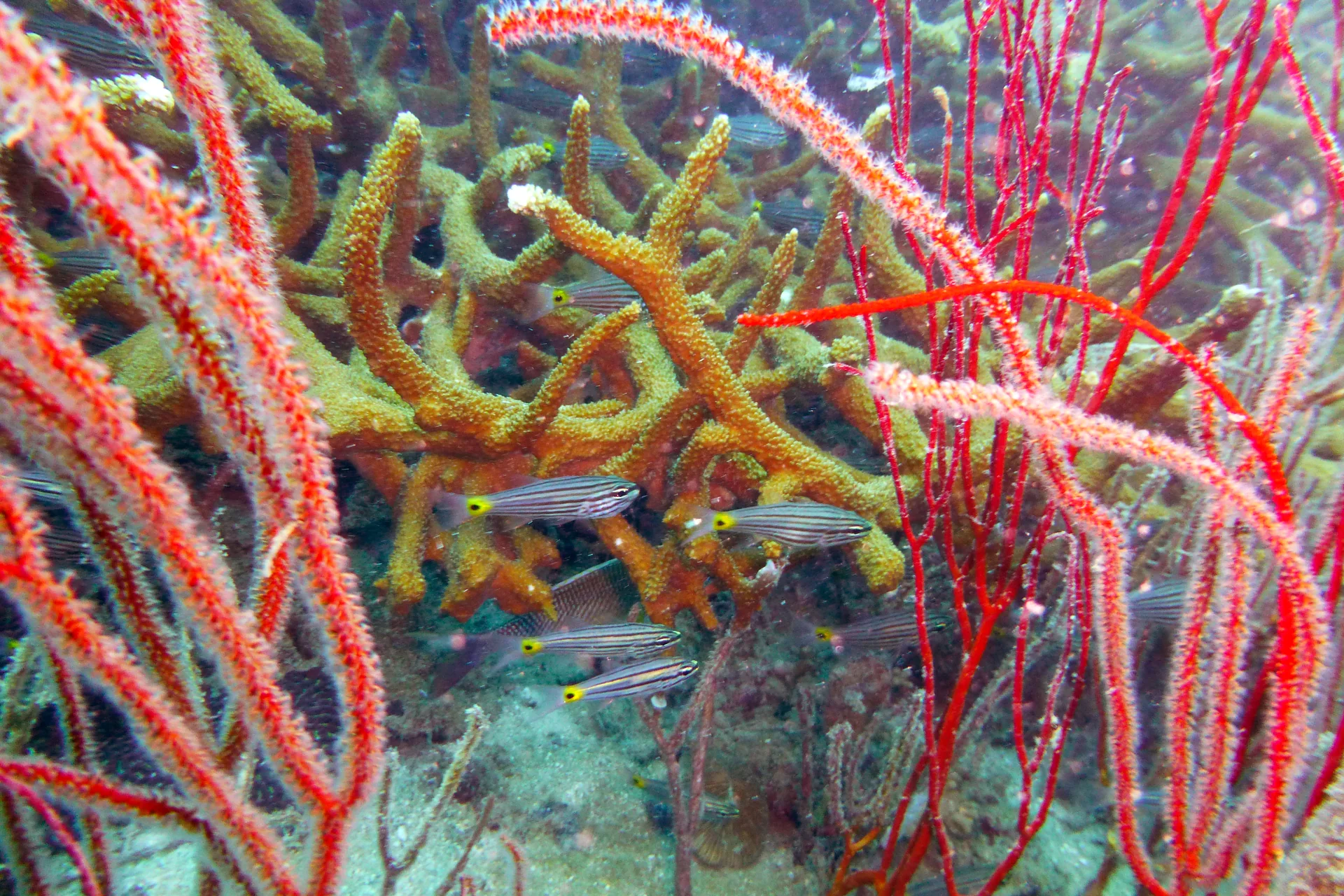 Corais vermelhos e peixes listrados vistos sob a água nos arredores de Koh Tao, na Tailândia.