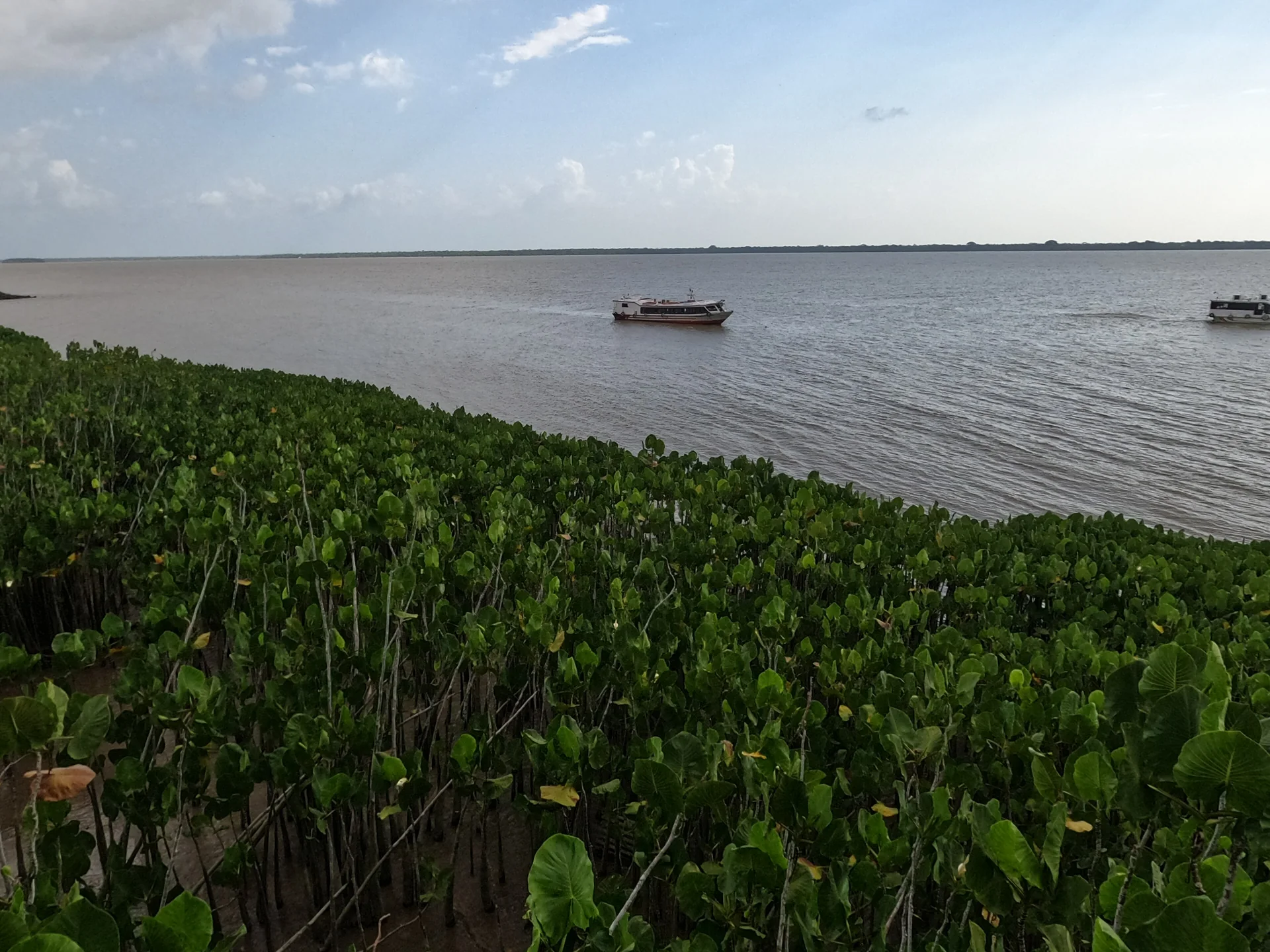 Vegetação de várzea e barcos no rio vistos do Mangal das Garças, em Belém, sob luz natural.