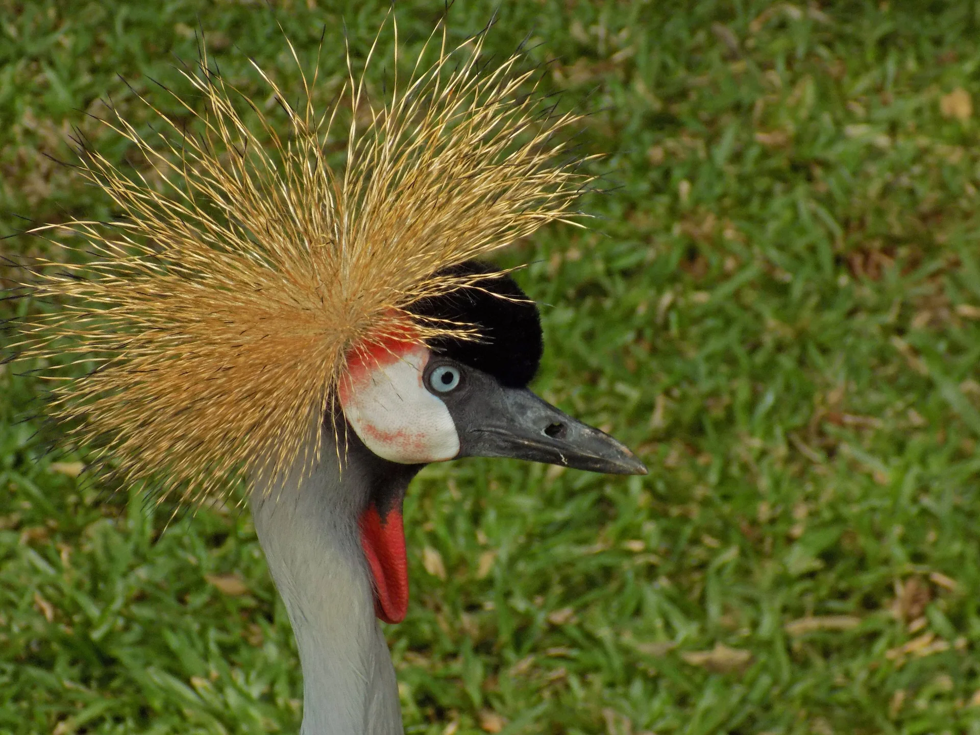 Ave-coroada-africana fotografada em gramado no Parque das Aves, em Foz do Iguaçu.