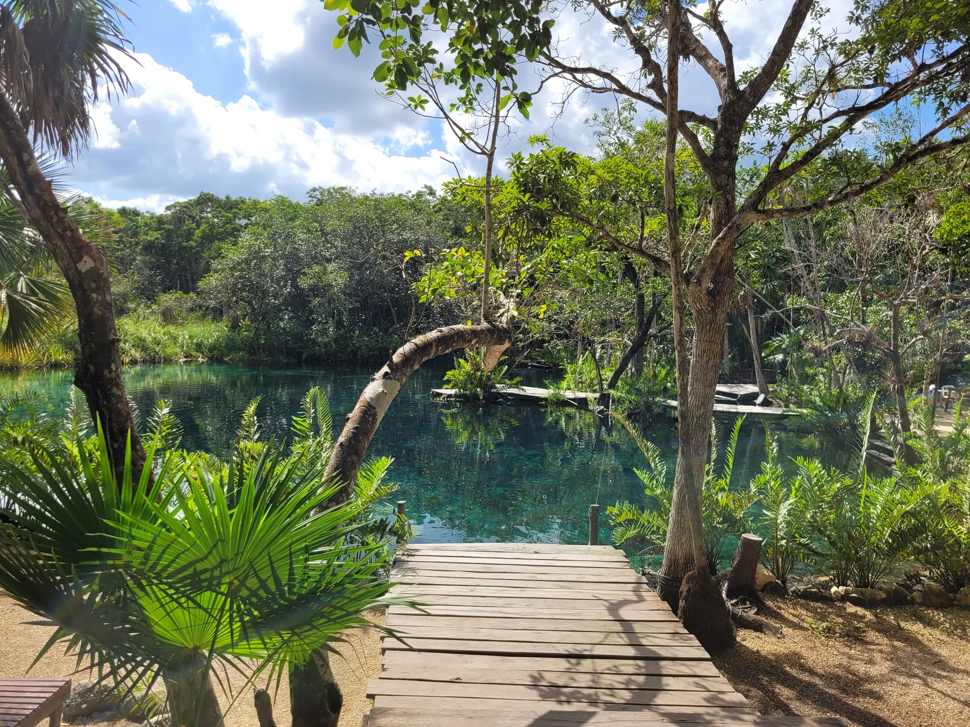 Cenote aberto da Riviera Maya, com vegetação nativa, passarela de acesso e água vista à luz natural.