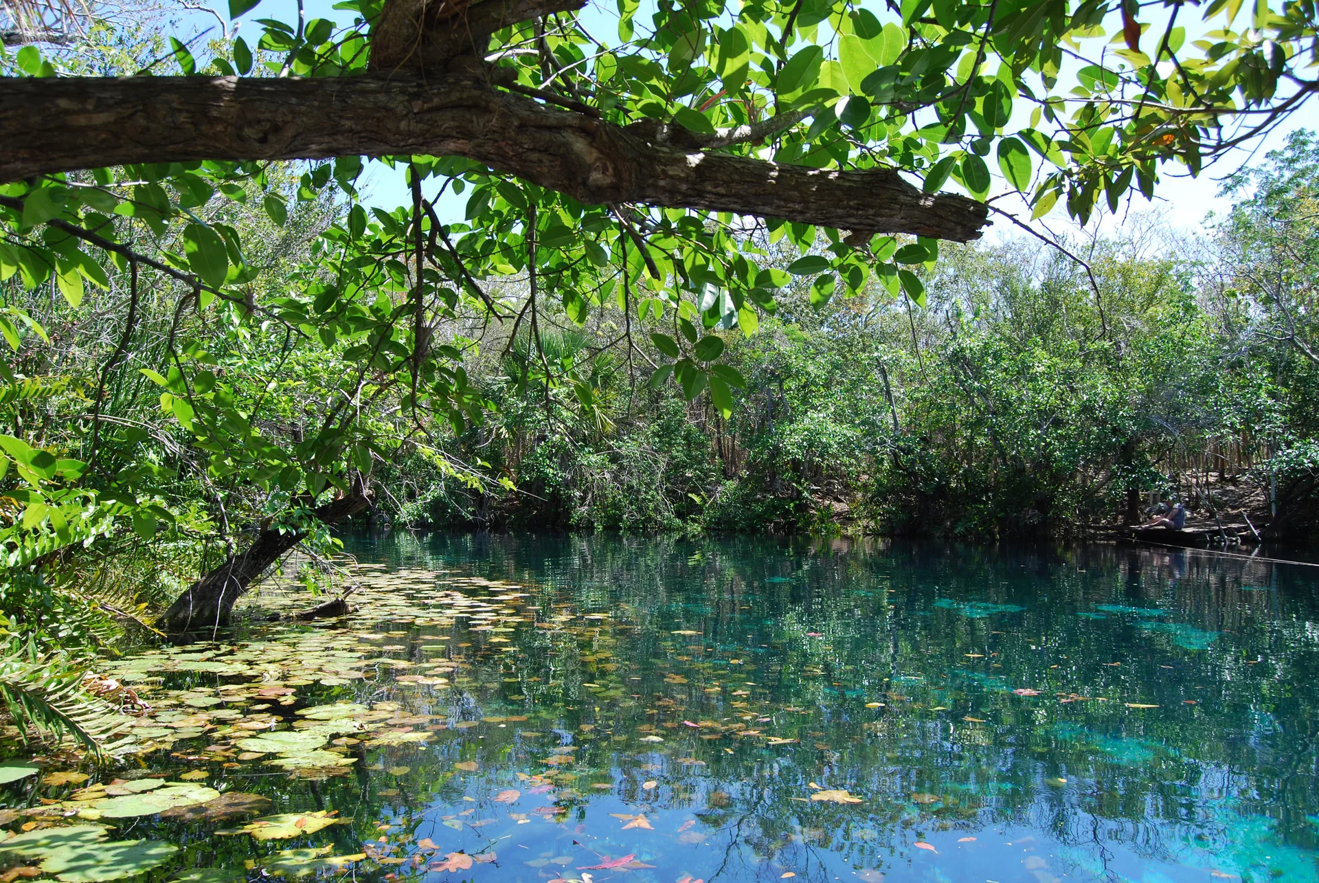 Superfície de água azul-esverdeada com plantas aquáticas, calcário e vegetação no Cenote Car Wash, em Quintana Roo.