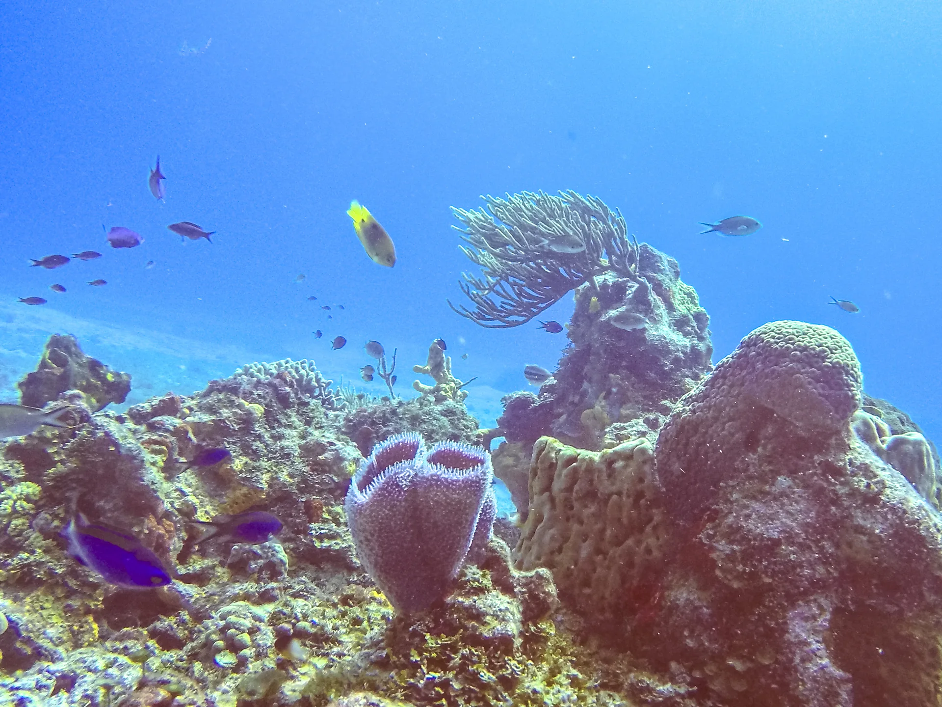 Corais, esponjas e peixes de recife em água azul clara no Parque Nacional Arrecifes de Cozumel.