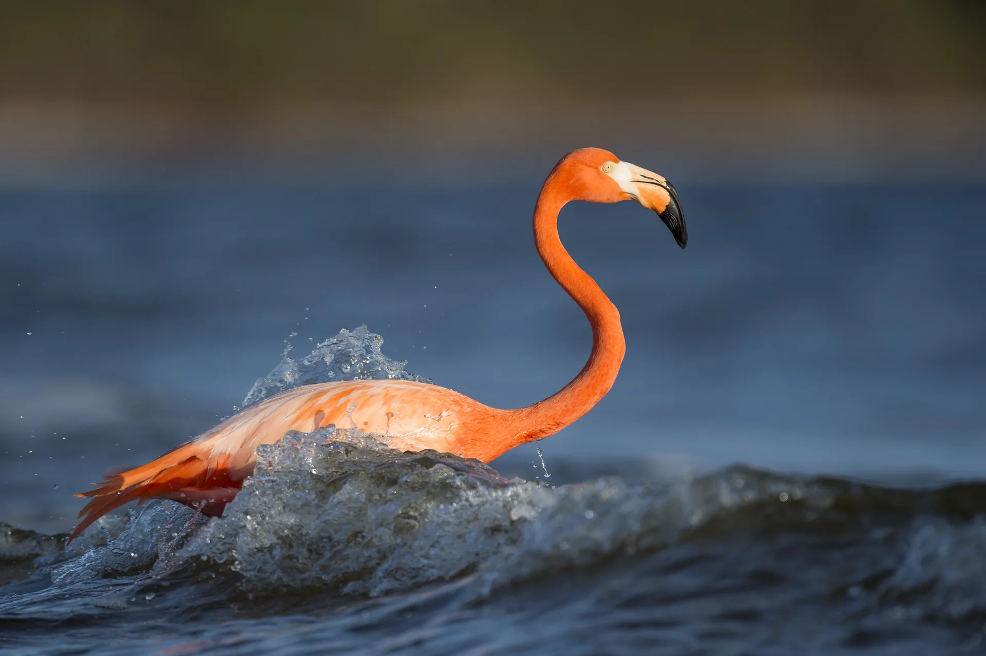 Flamingo-americano rosa atravessa uma onda em Bunche Beach Preserve, em Fort Myers, diante de água azul-escura.