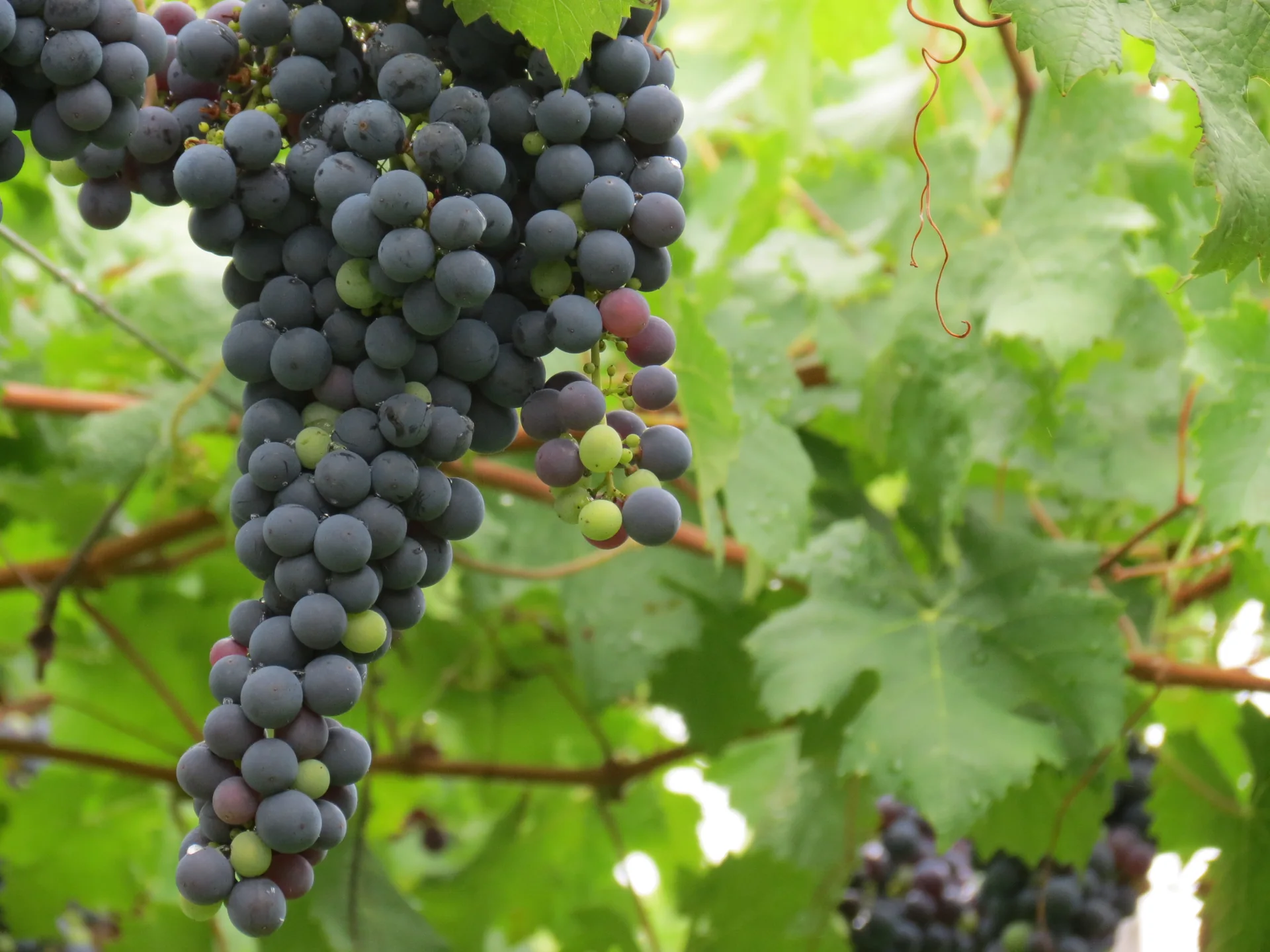 Cachos de uvas escuras e folhas verdes em um parreiral do Vale dos Vinhedos, em Bento Gonçalves, sob luz natural.