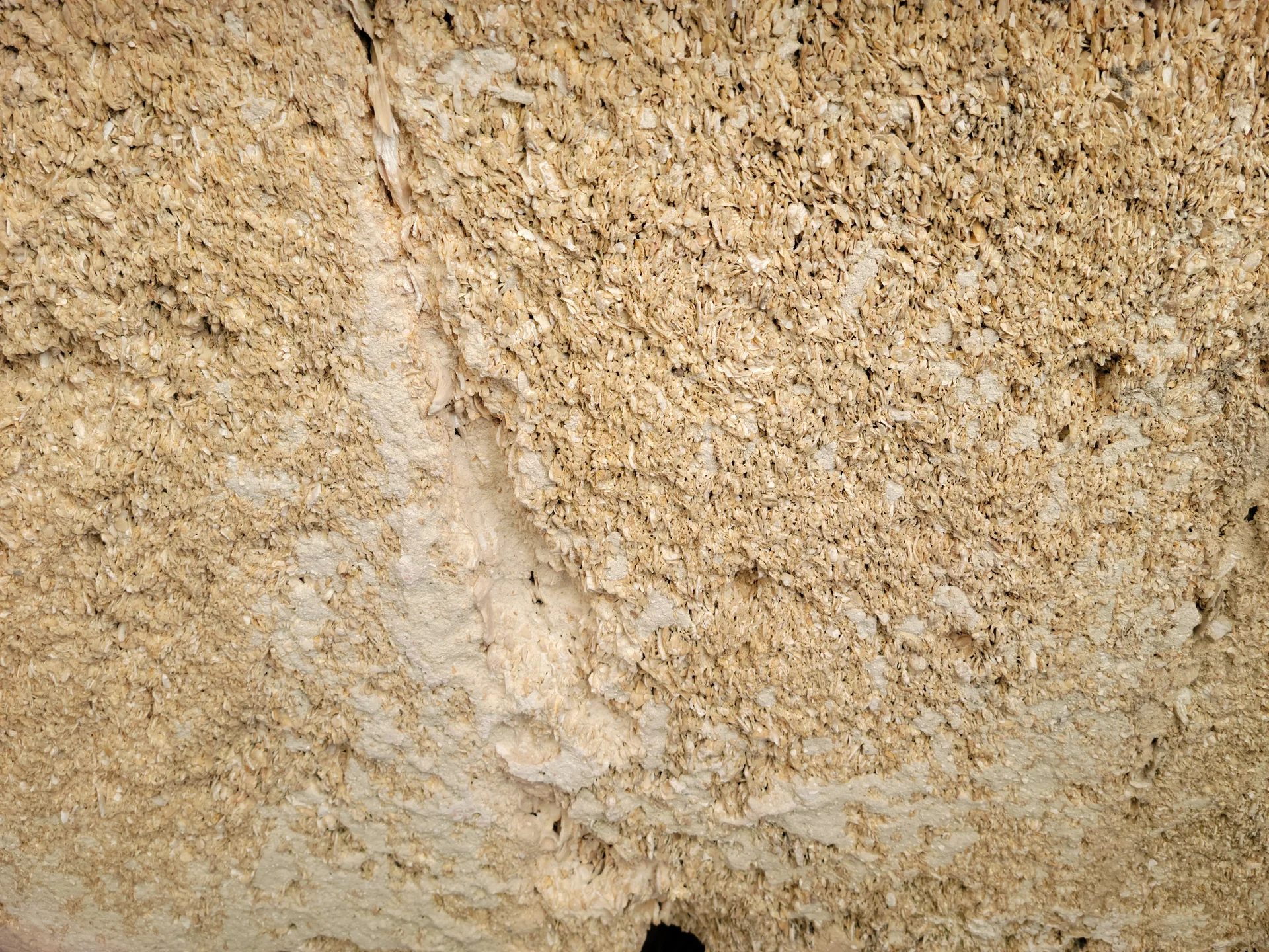 Textura de coquina, rocha composta por conchas, em uma parede do Castillo de San Marcos.