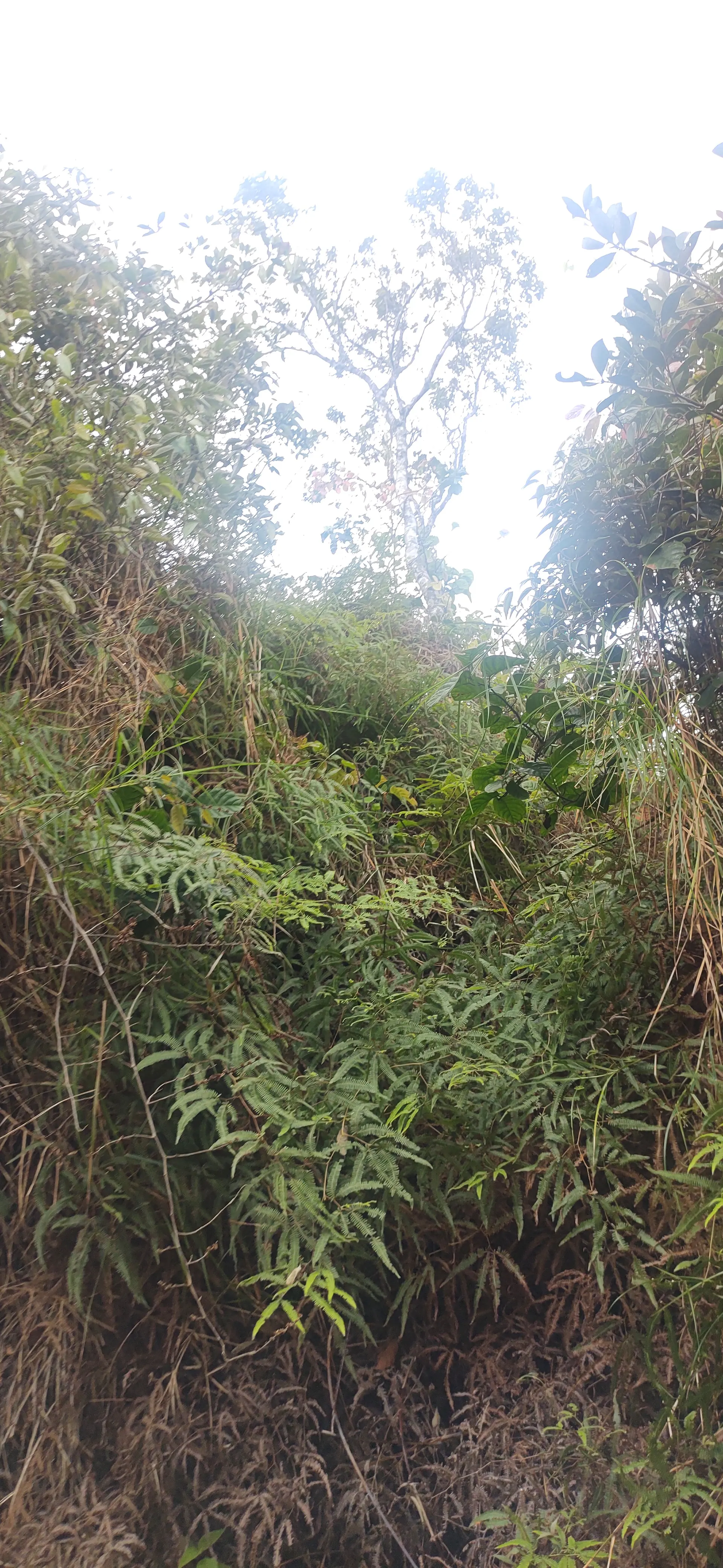 Trilha sinalizada em Mata Atlântica no Parque Estadual de Ilhabela, com luz natural atravessando o dossel.