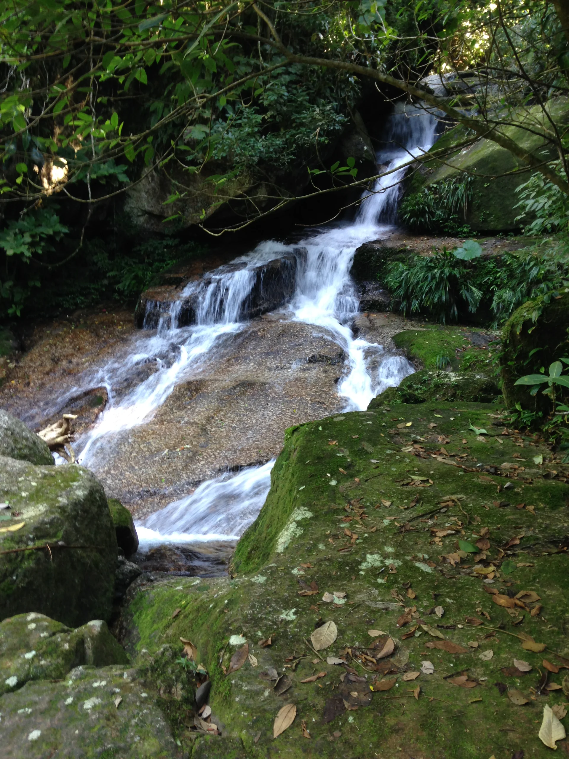 Trilha estreita coberta por vegetação da Mata Atlântica em área da Trilha do Bonete, no Parque Estadual de Ilhabela.