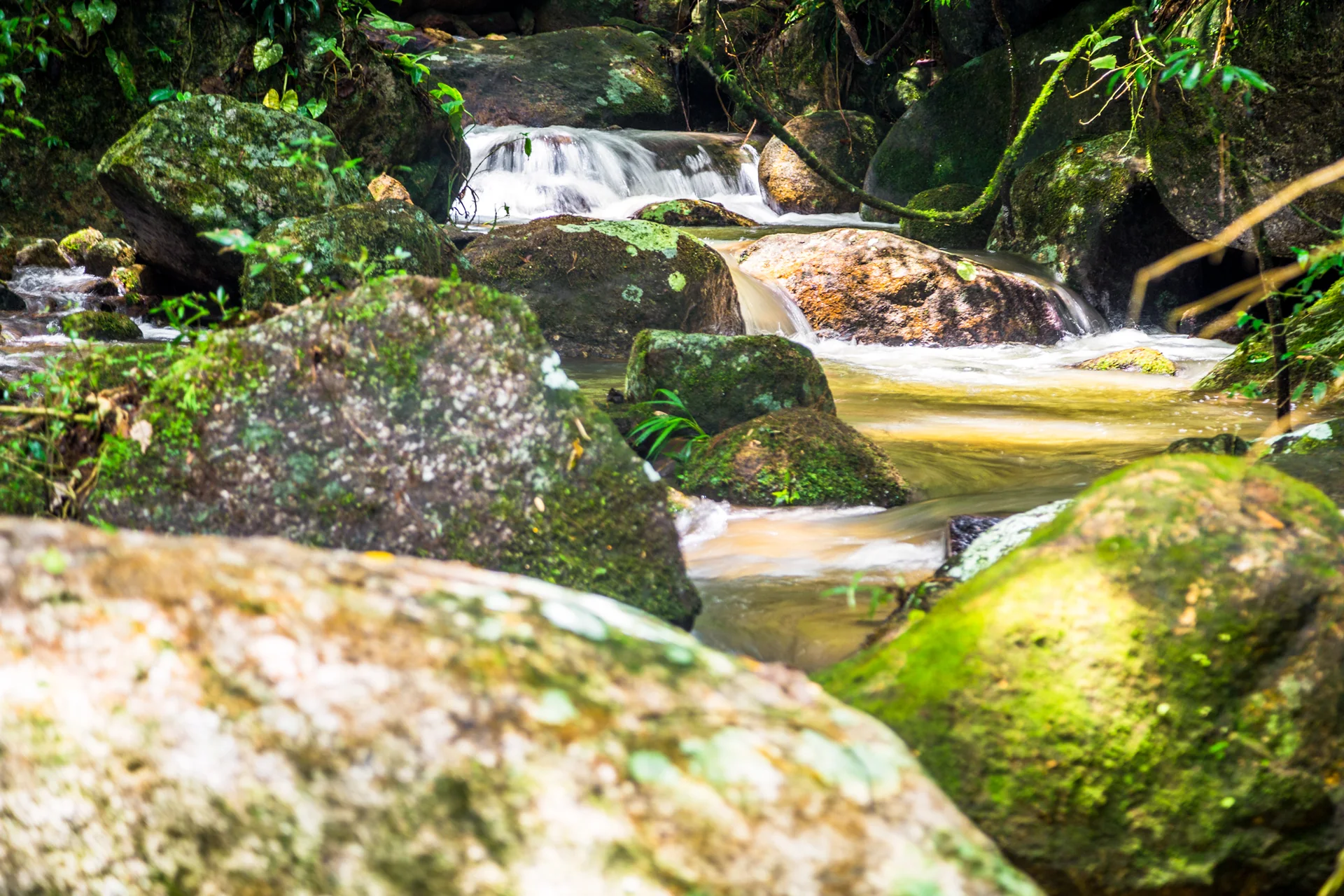 Pequeno rio corre entre pedras cobertas de musgo e vegetação densa em uma trilha do Parque Estadual de Ilhabela.