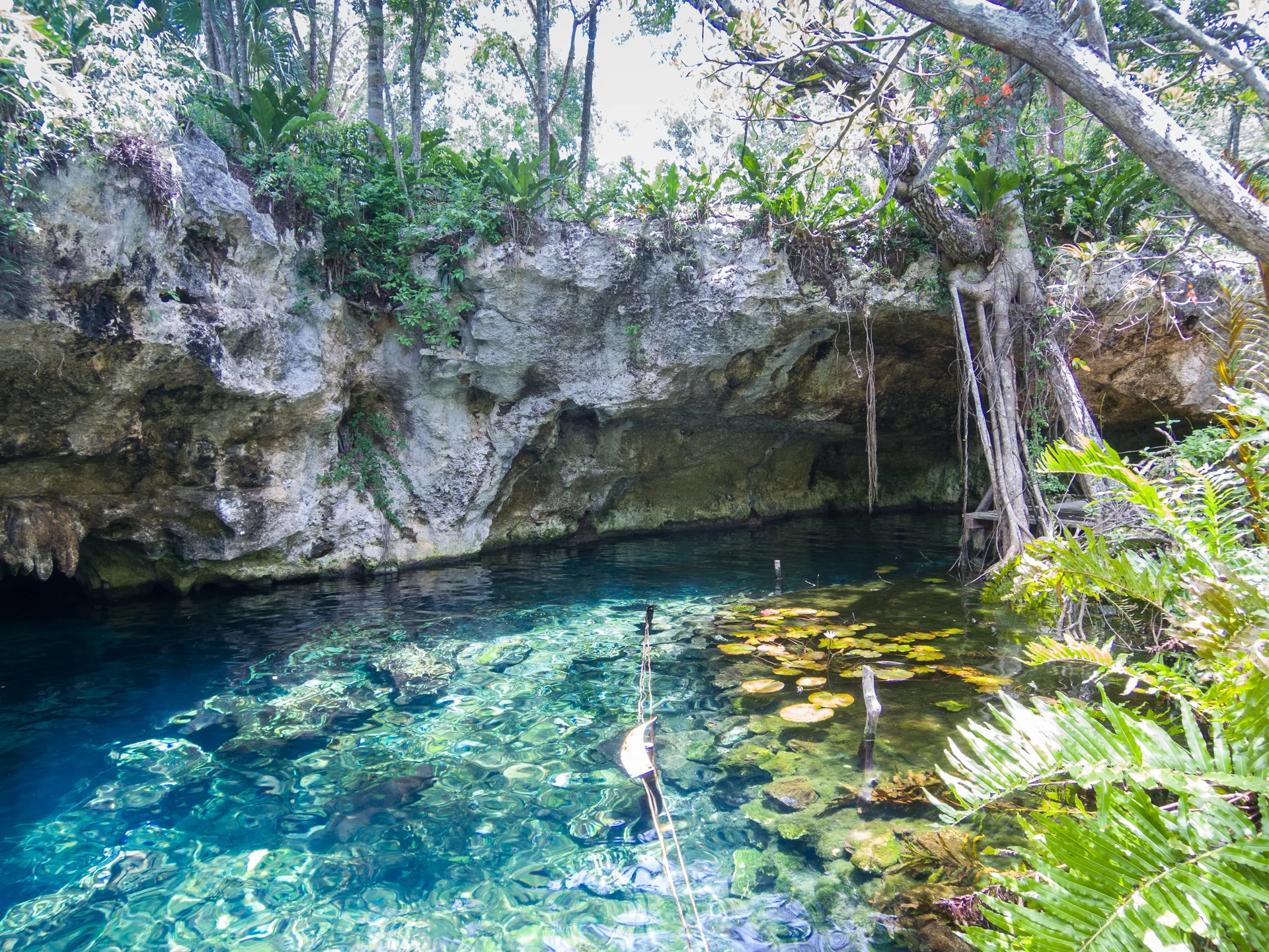 Água azul de um cenote em Tulum cercada por formações calcárias e vegetação, fotografada à luz natural.