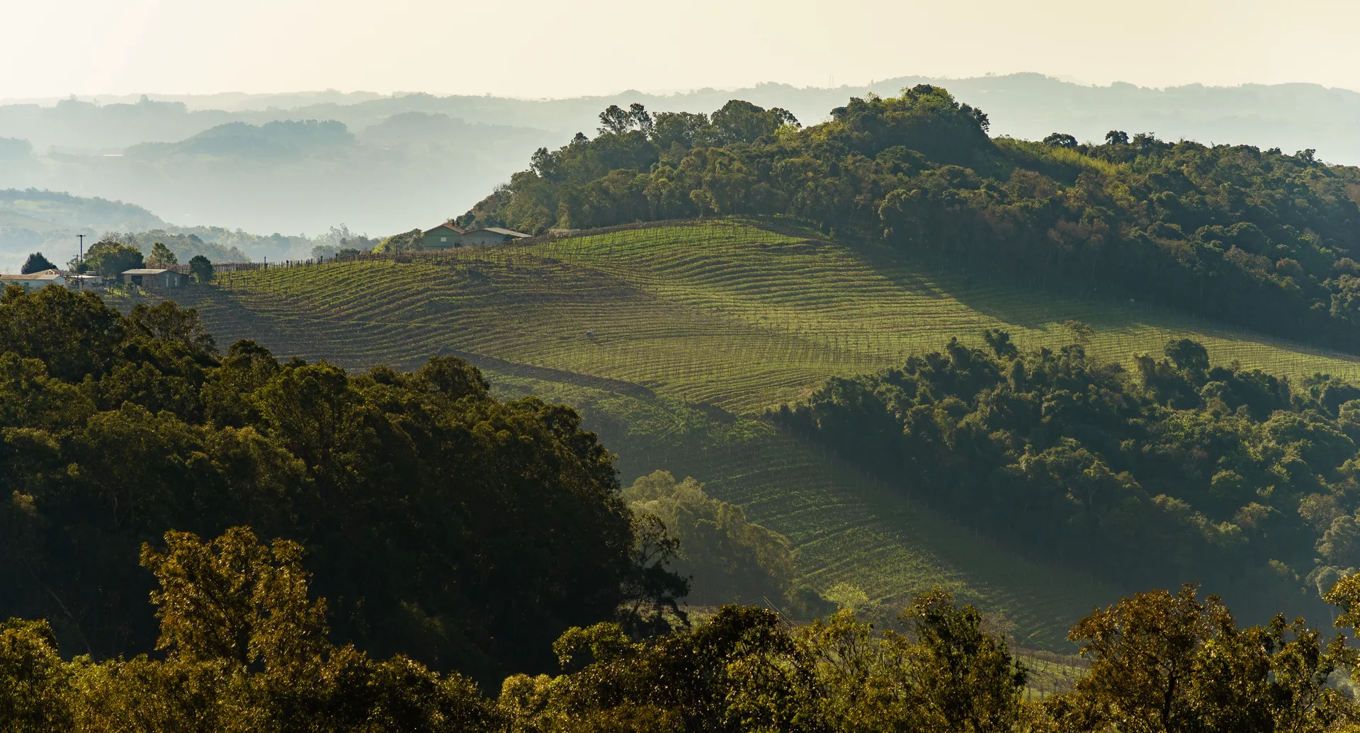 Panorama diurno dos parreirais do Vale dos Vinhedos, com colinas e estrada rural em luz natural, sem marcas comerciais em destaque.