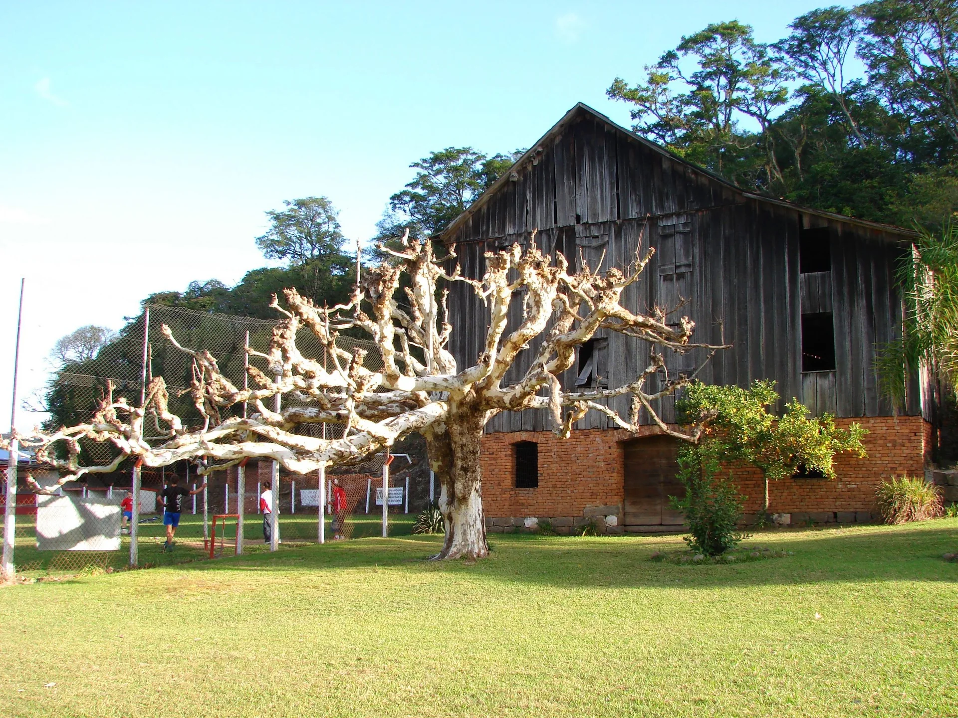 Casa de madeira e árvore podada em área rural do Vale dos Vinhedos, sob céu azul.