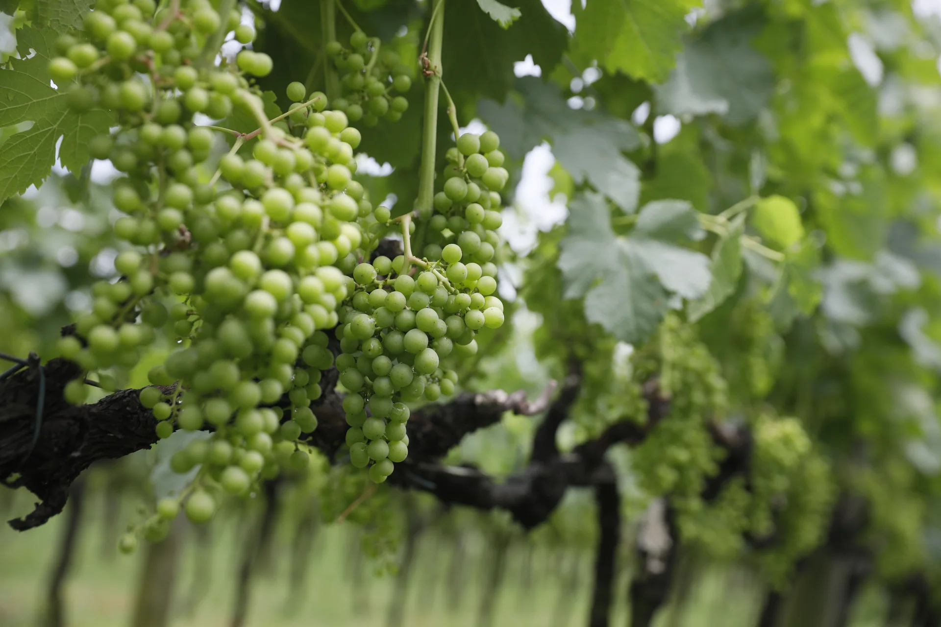 Cachos de uvas verdes entre folhas em um parreiral de Bento Gonçalves.