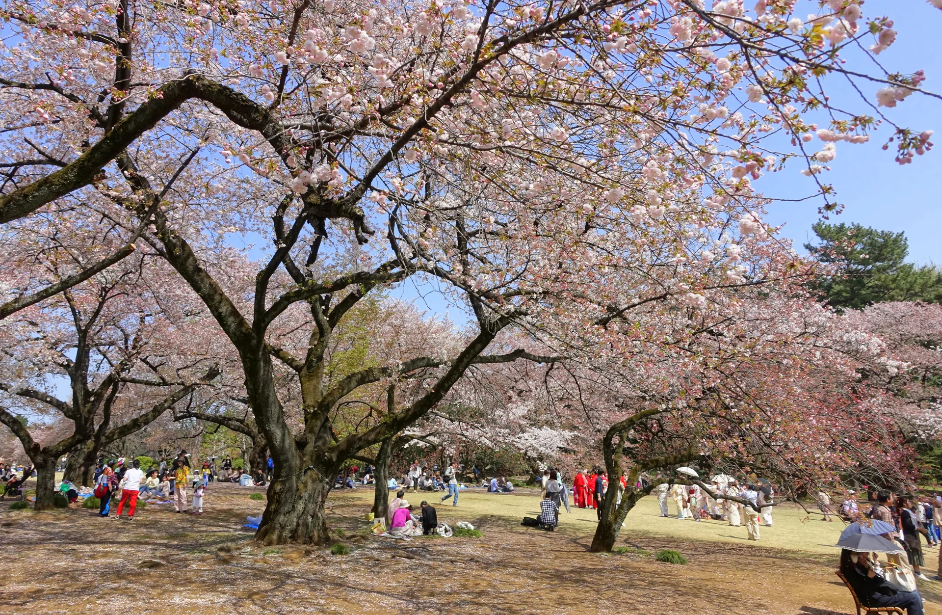 Cerejeiras floridas no Shinjuku Gyoen, em Tóquio, com visitantes dispersos em área gramada sob luz natural.