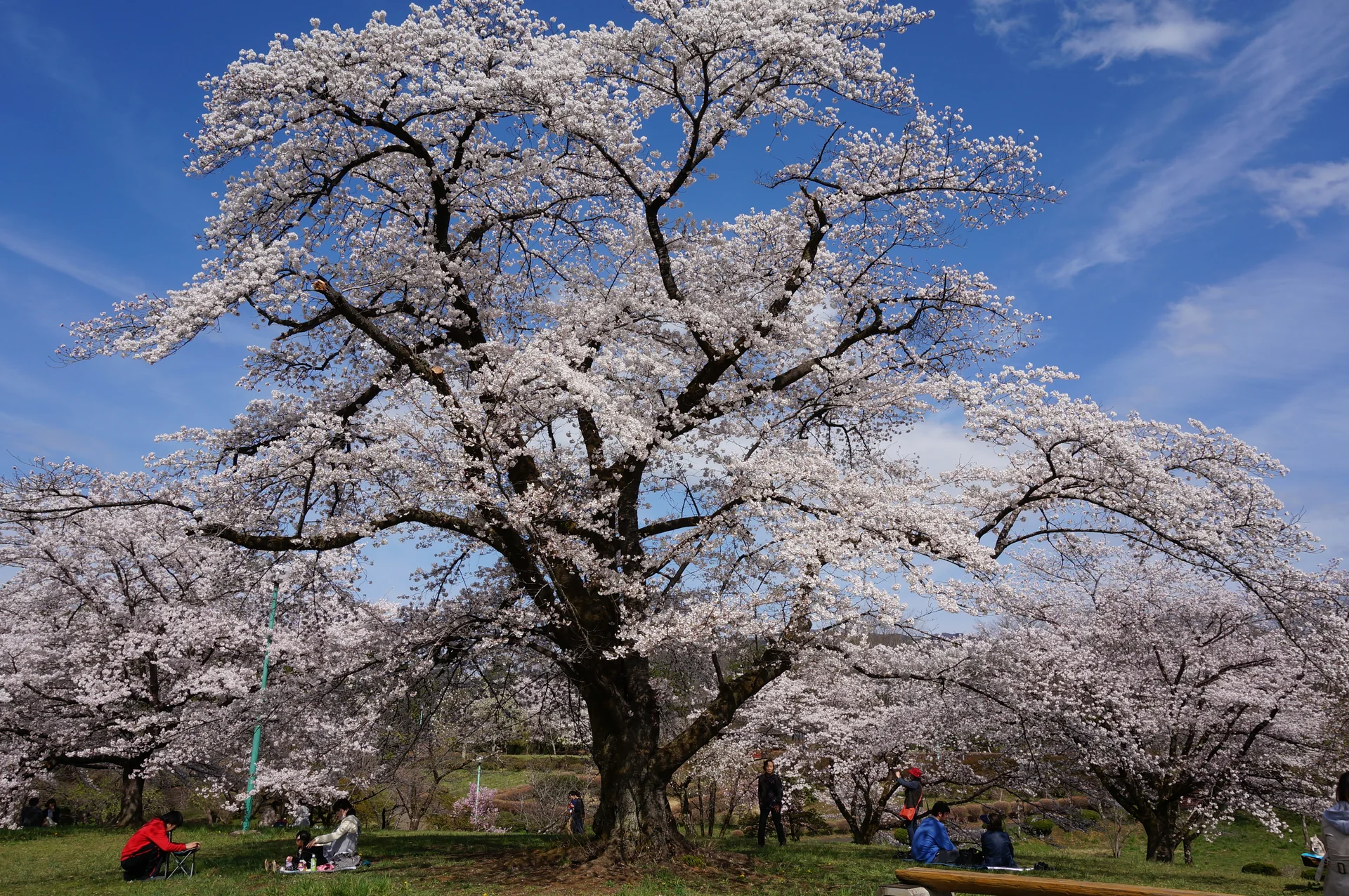 Cerejeira Yoshino, ou Somei-Yoshino, florida sob céu azul em parque japonês.