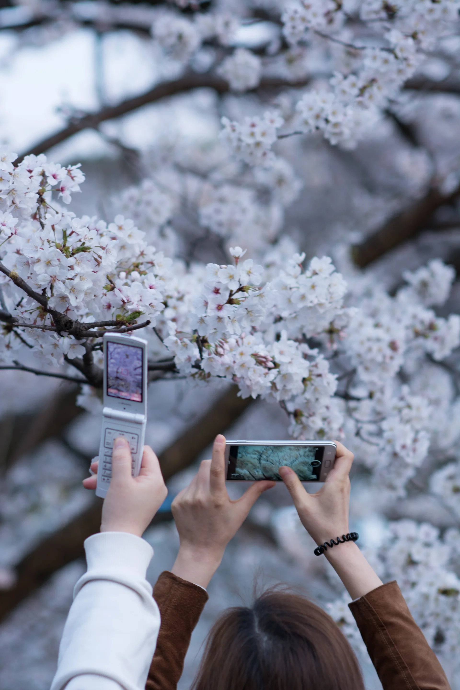 Pessoa segura dois celulares diante de cerejeiras em floração, sem interface legível na tela.