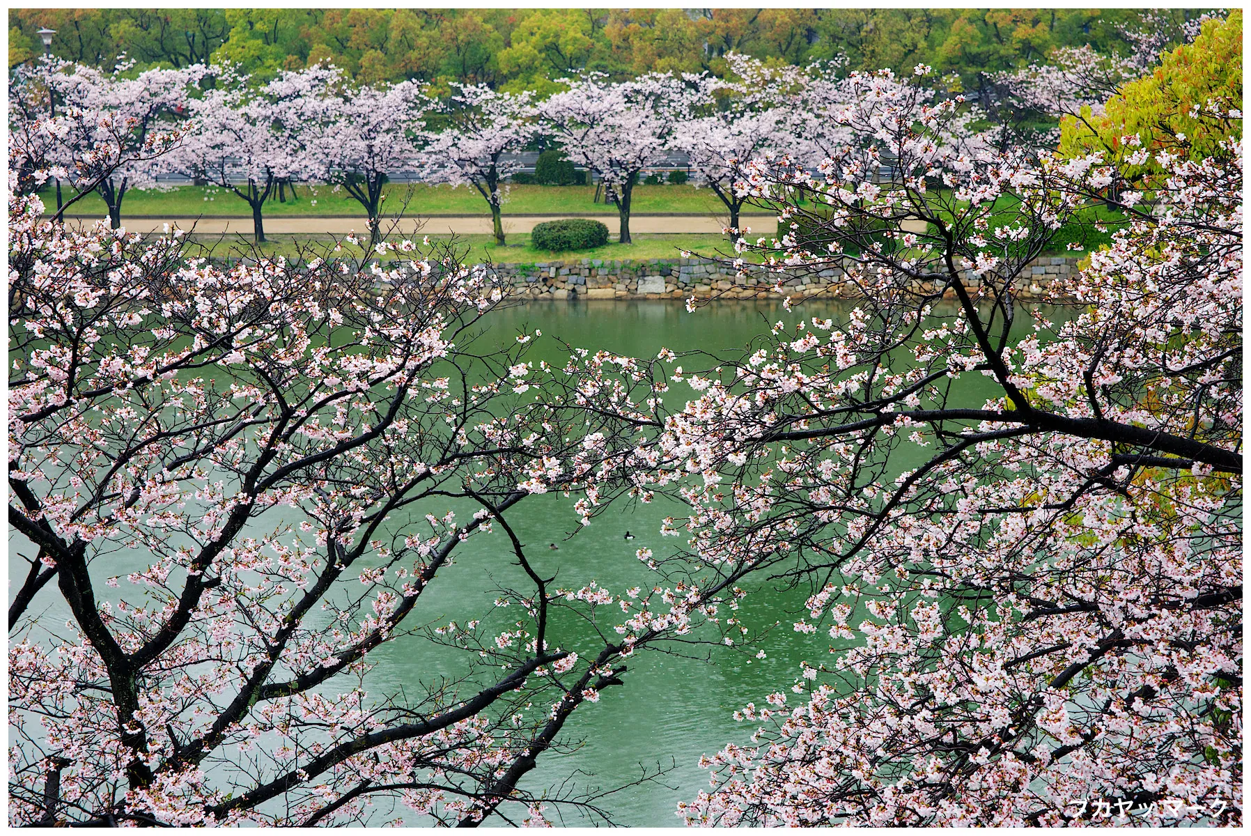 Cerejeiras em floração diante do Castelo de Hiroshima, em composição diurna que mostra uma alternativa regional de hanami.